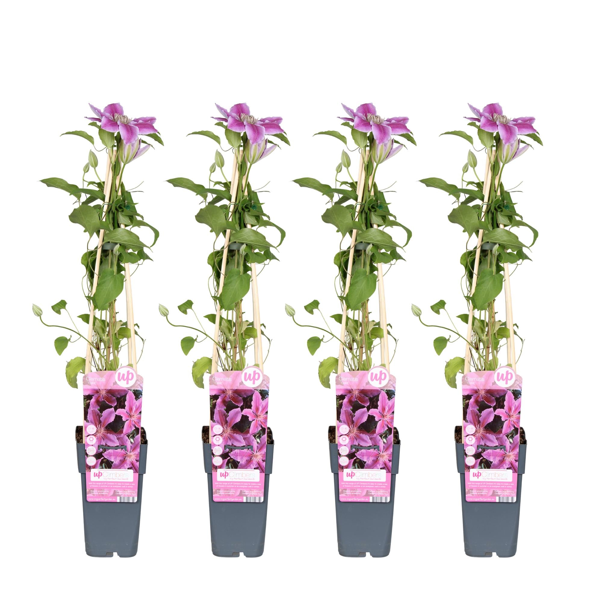 Clematis ‘Tudor’ – reichblühende Sorte, 15 cm Topf, 65 cm hoch