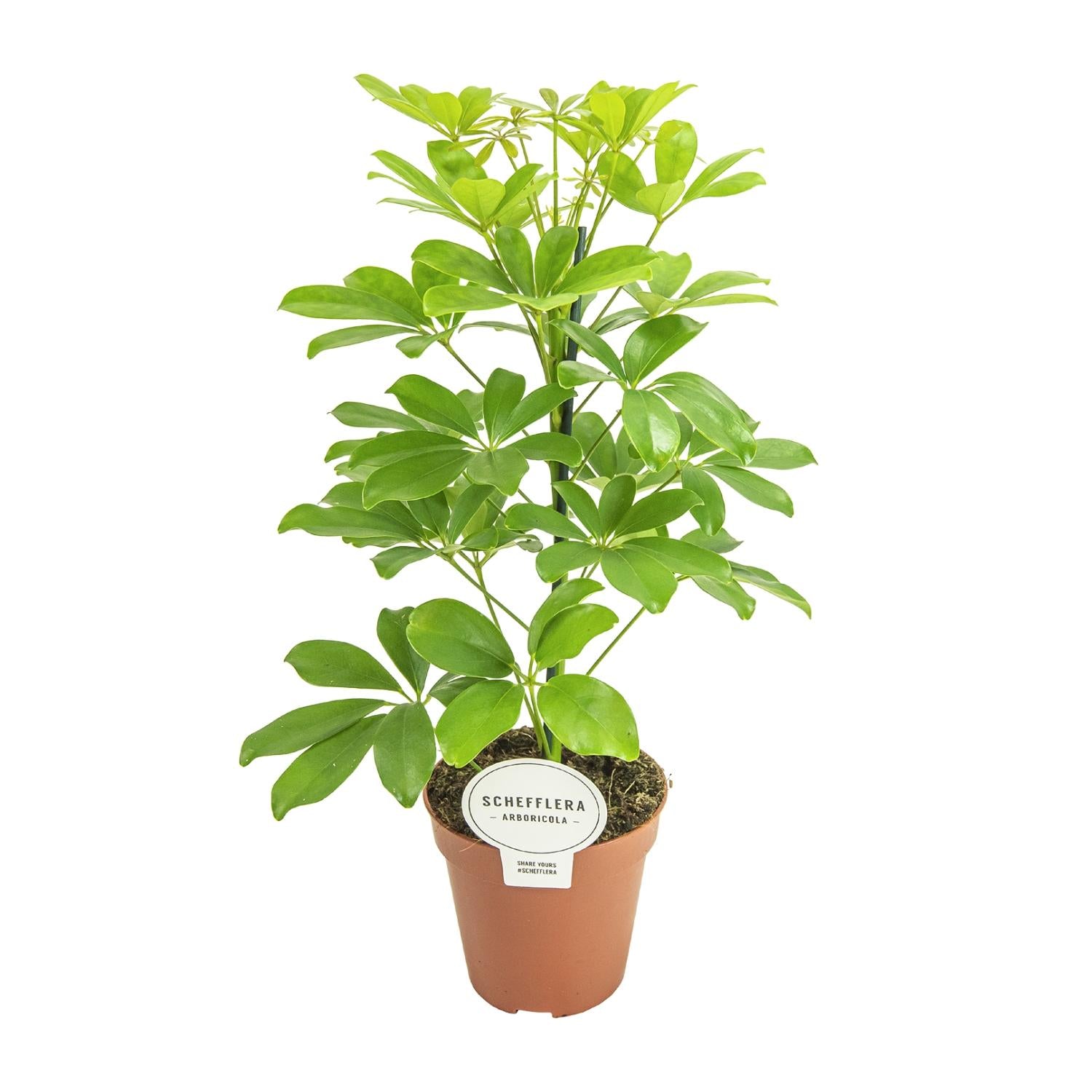 Schefflera Nora – Umbrella Tree - 35-45 cm