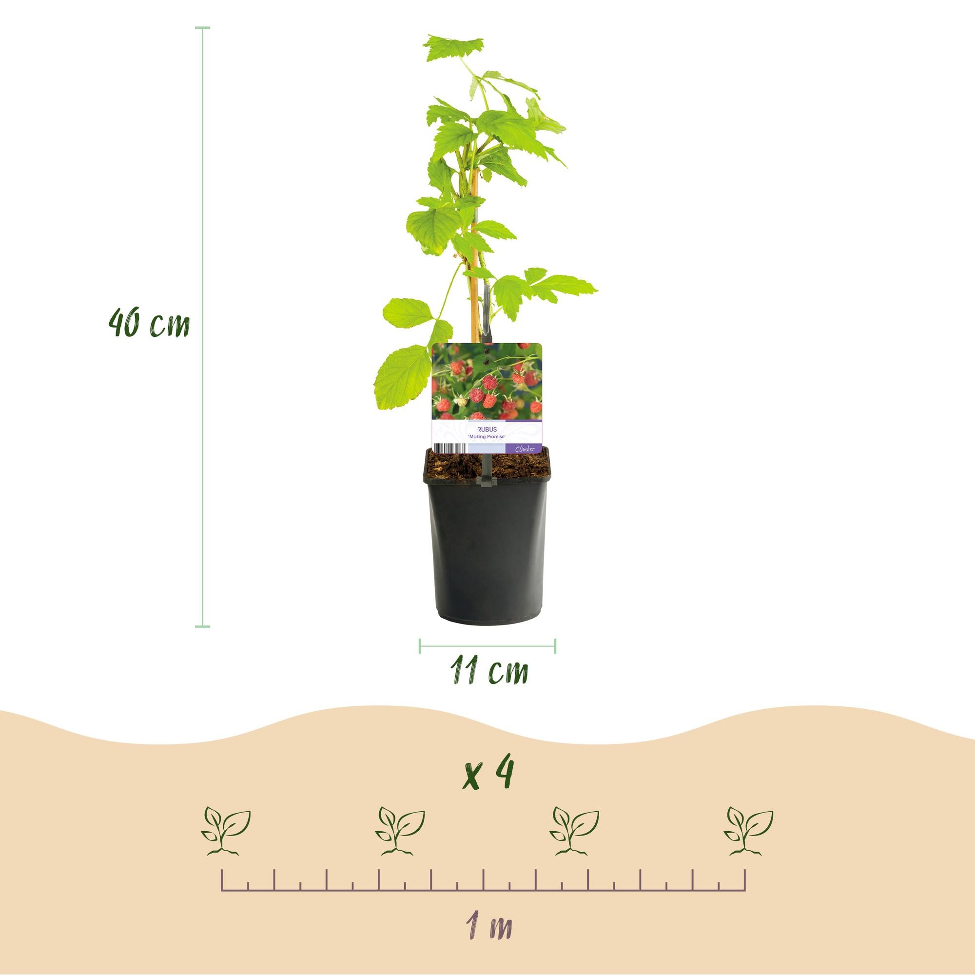 Red Raspberry “Mailing Promise” – 2 strong plants in an 11 cm pot (approx. 40 cm)