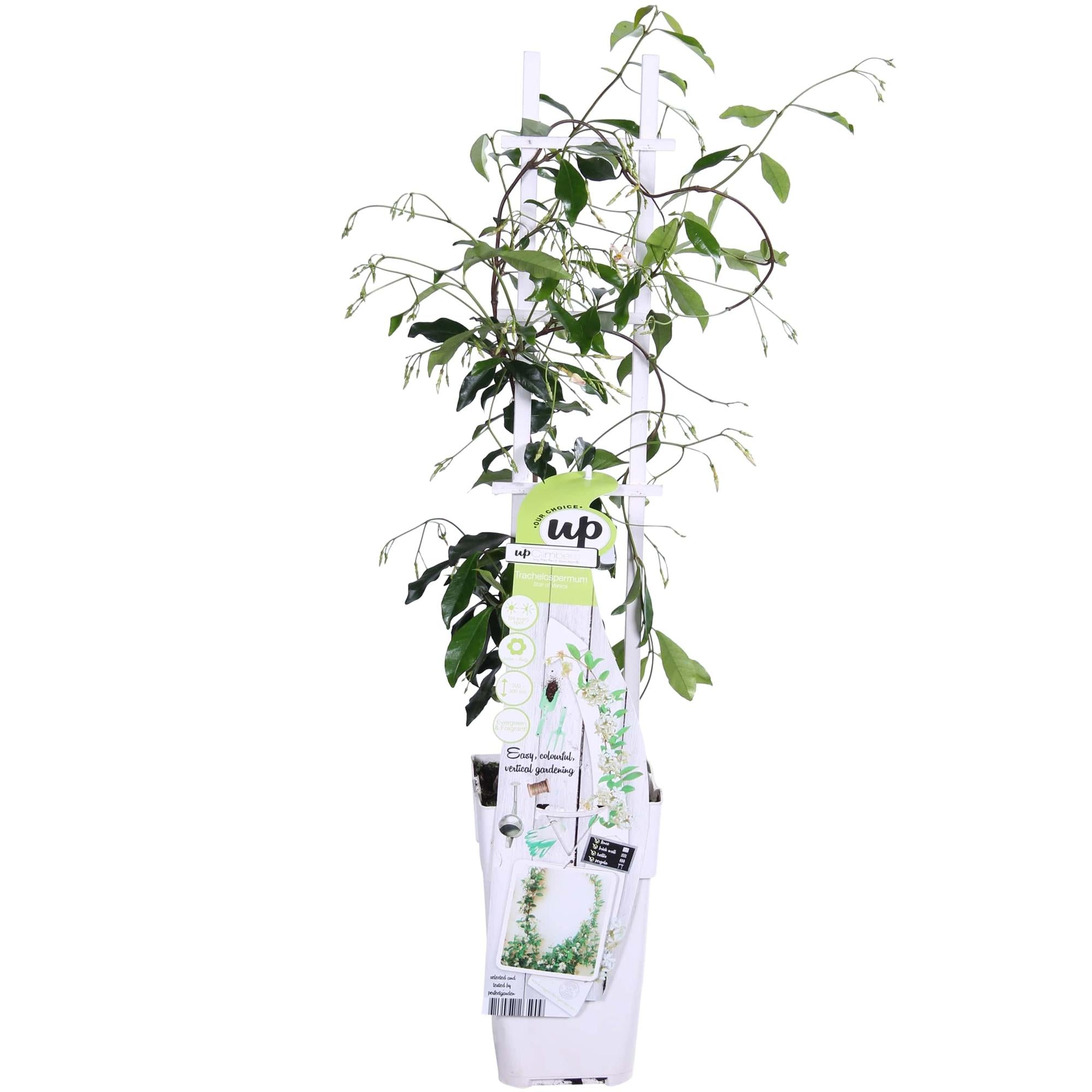 Trachelospermum ‘Star of Venice’ – immergrüner Jasmin, weiße Blüten, 15 cm Topf, 65 cm hoch