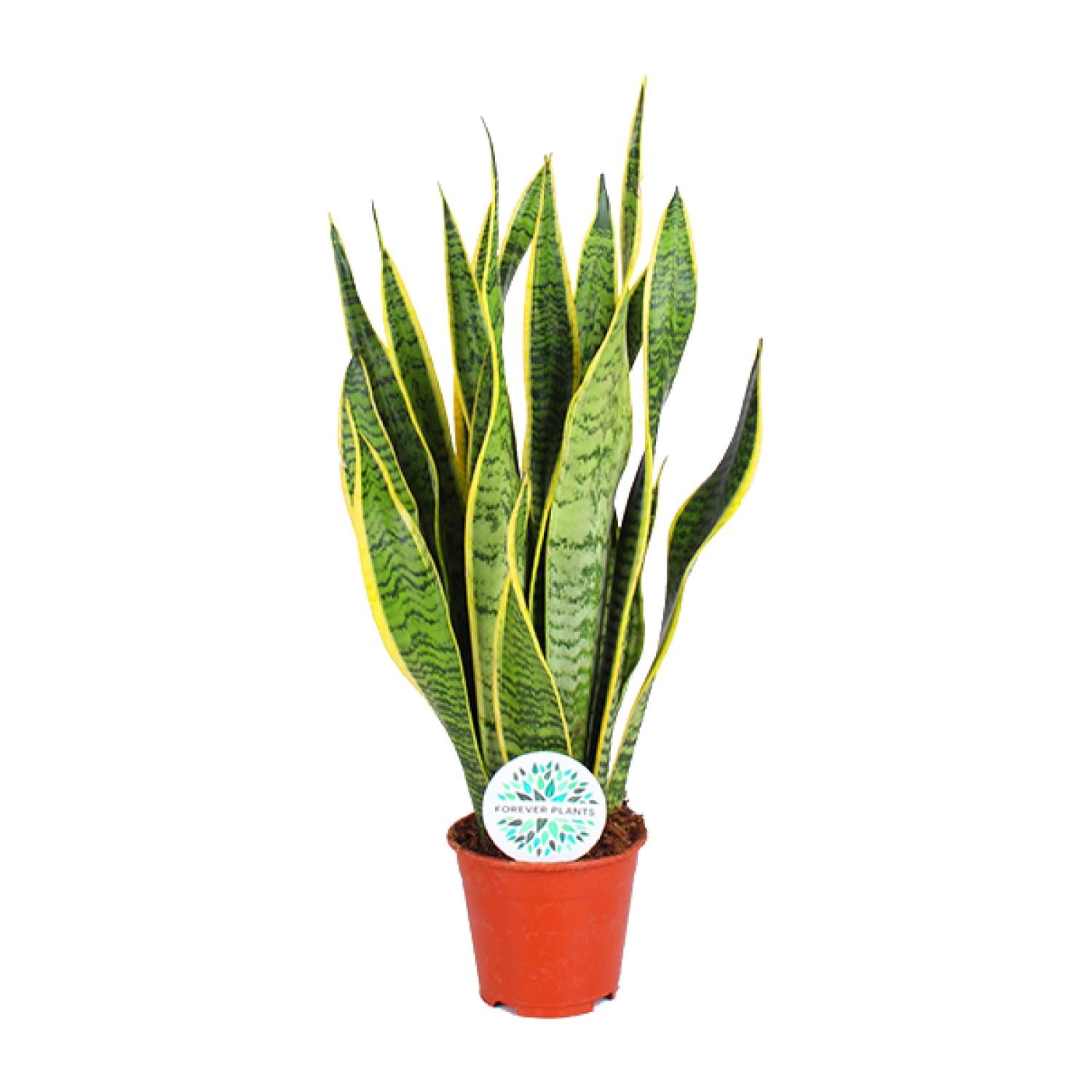Sansevieria Trifasciata Laurentii – Bowstring Hennep - 40-84 cm