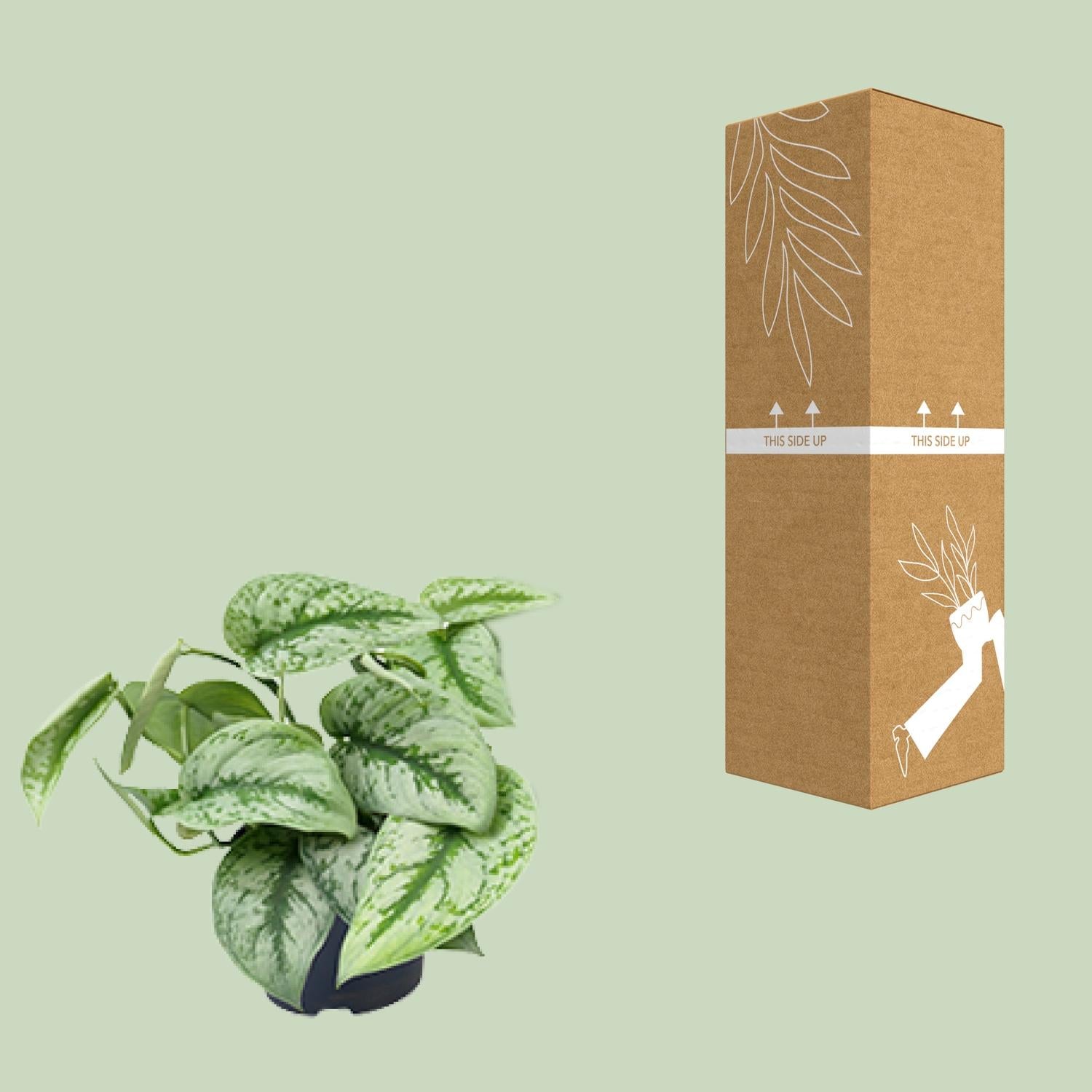 Scindapsus Pictus 'Trebie' – Gevlekte klimop - 15-25 cm