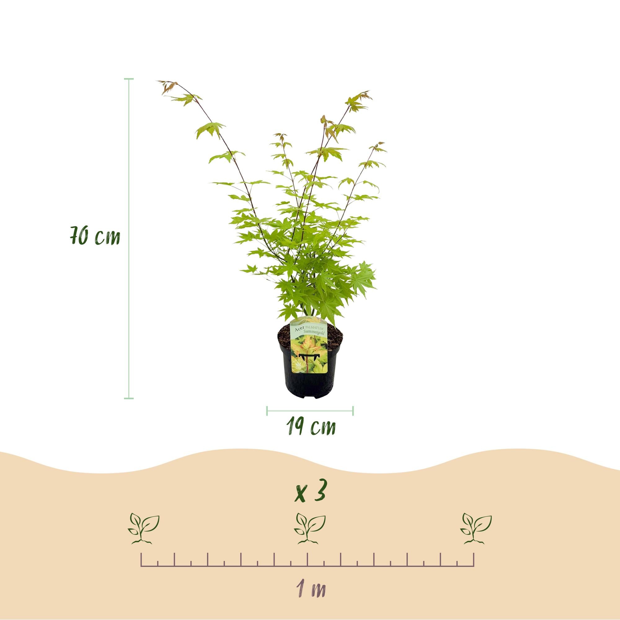 Acer Palmatum 'Summergold' – Japanese maple, deciduous – 19 cm pot, 70 cm tall
