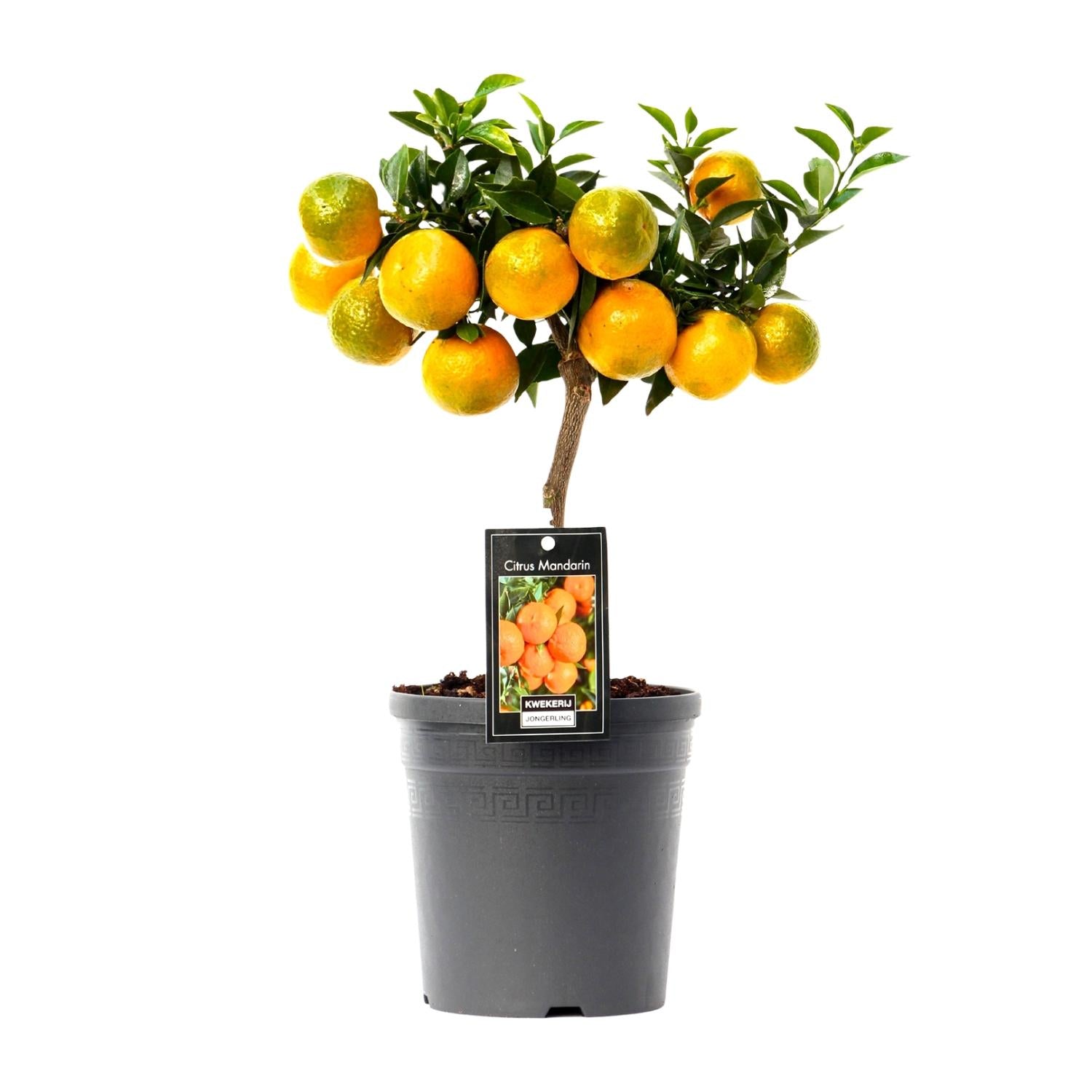 Citrus Mandarin - 16cm pot, 45cm high