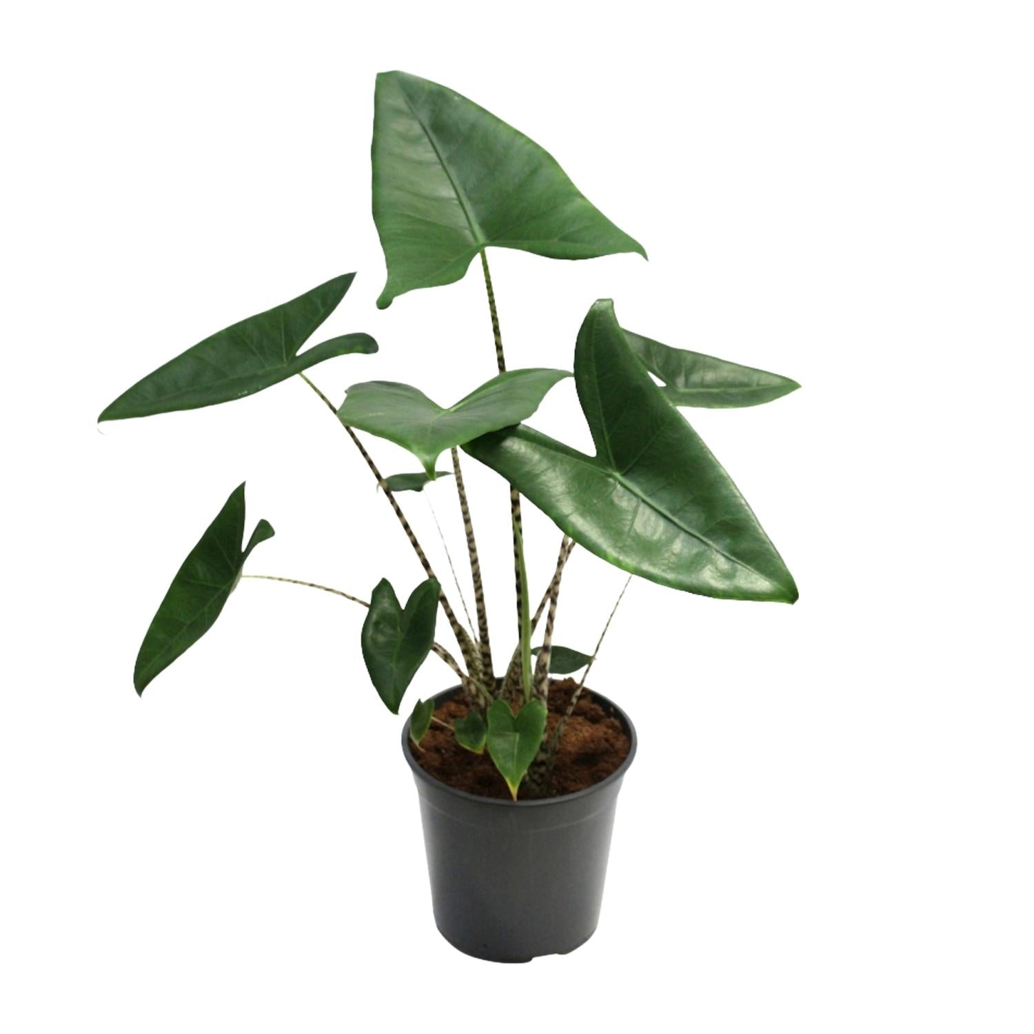 Alocasia Zebrina – Zebraleiter-Pfeilblatt - 75-80 cm