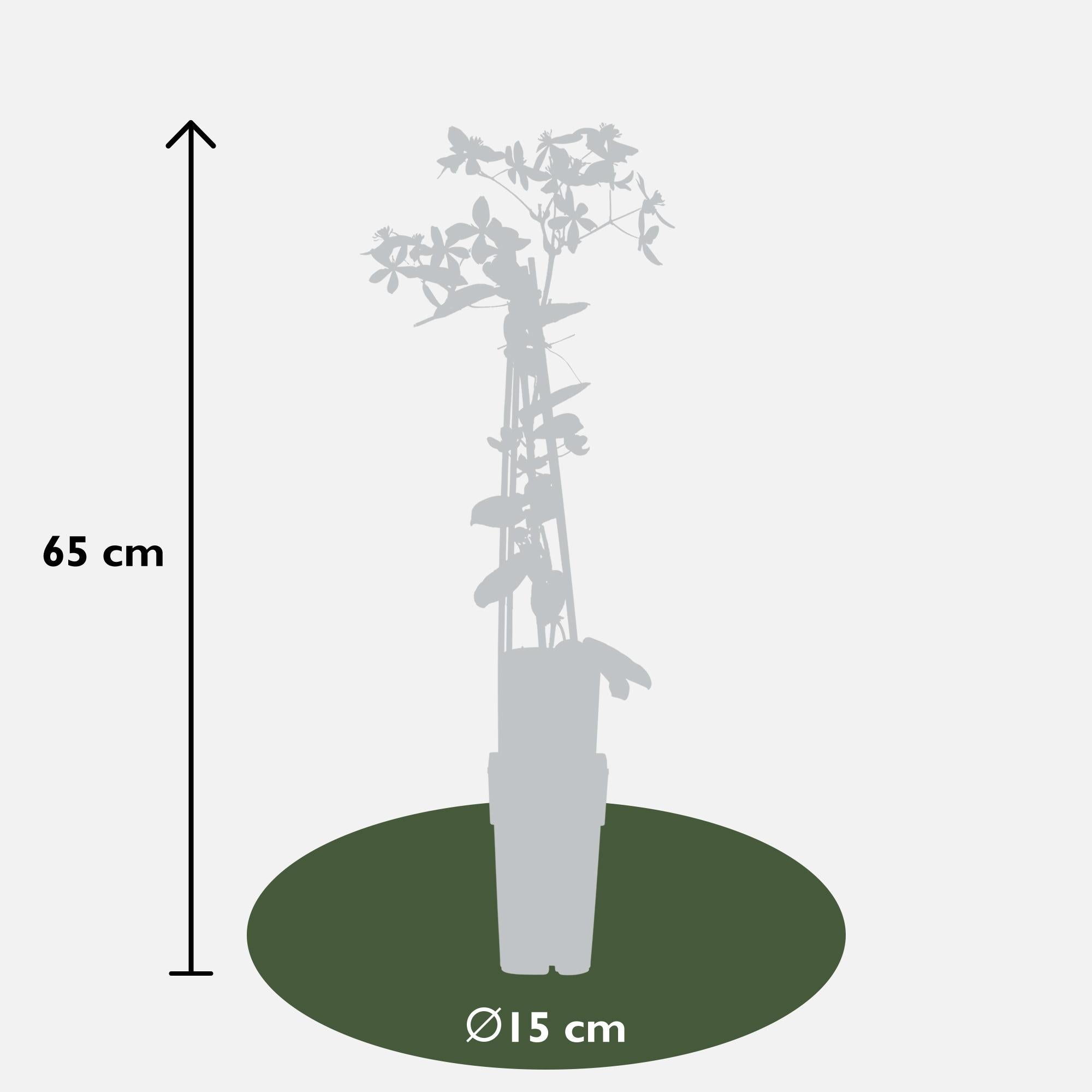 Clematis armandii ‘Apple Blossom’ – immergrüne, hellrosa Kletterpflanze, Topf 15 cm, Höhe 65 cm