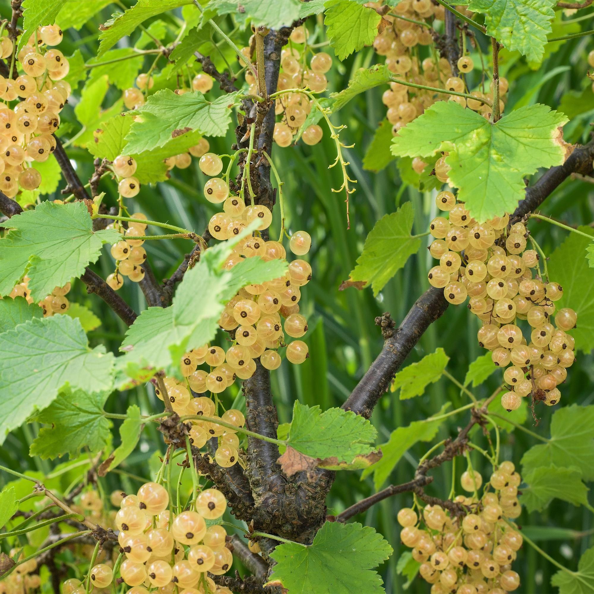 Johannisbeere „White Pearl“ – weiße Beeren, 2 Pflanzen, ca. 40 cm hoch