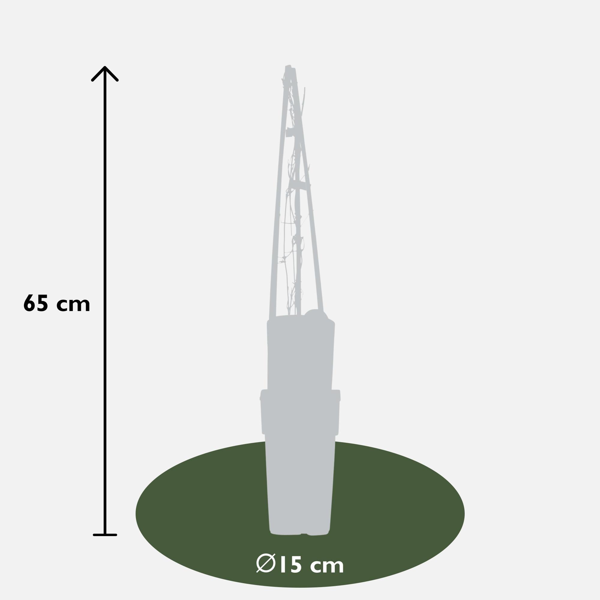 Clematis 'Warszawska Nike' – deep violet flowers, 15 cm pot, 65 cm height