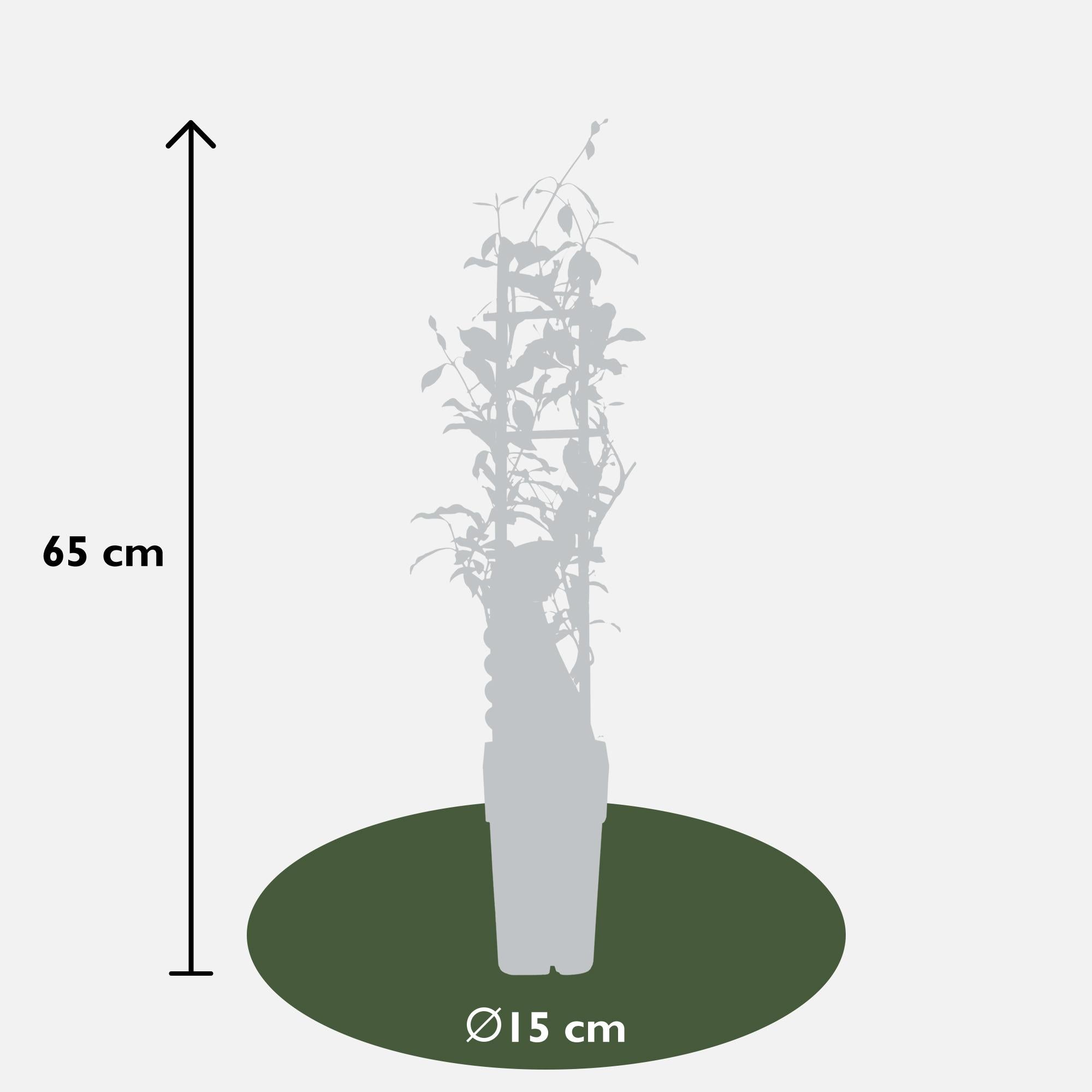 3er Set Trachelospermum Mix – immergrüne Kletterpflanzen, 15 cm Topf, 65 cm hoch
