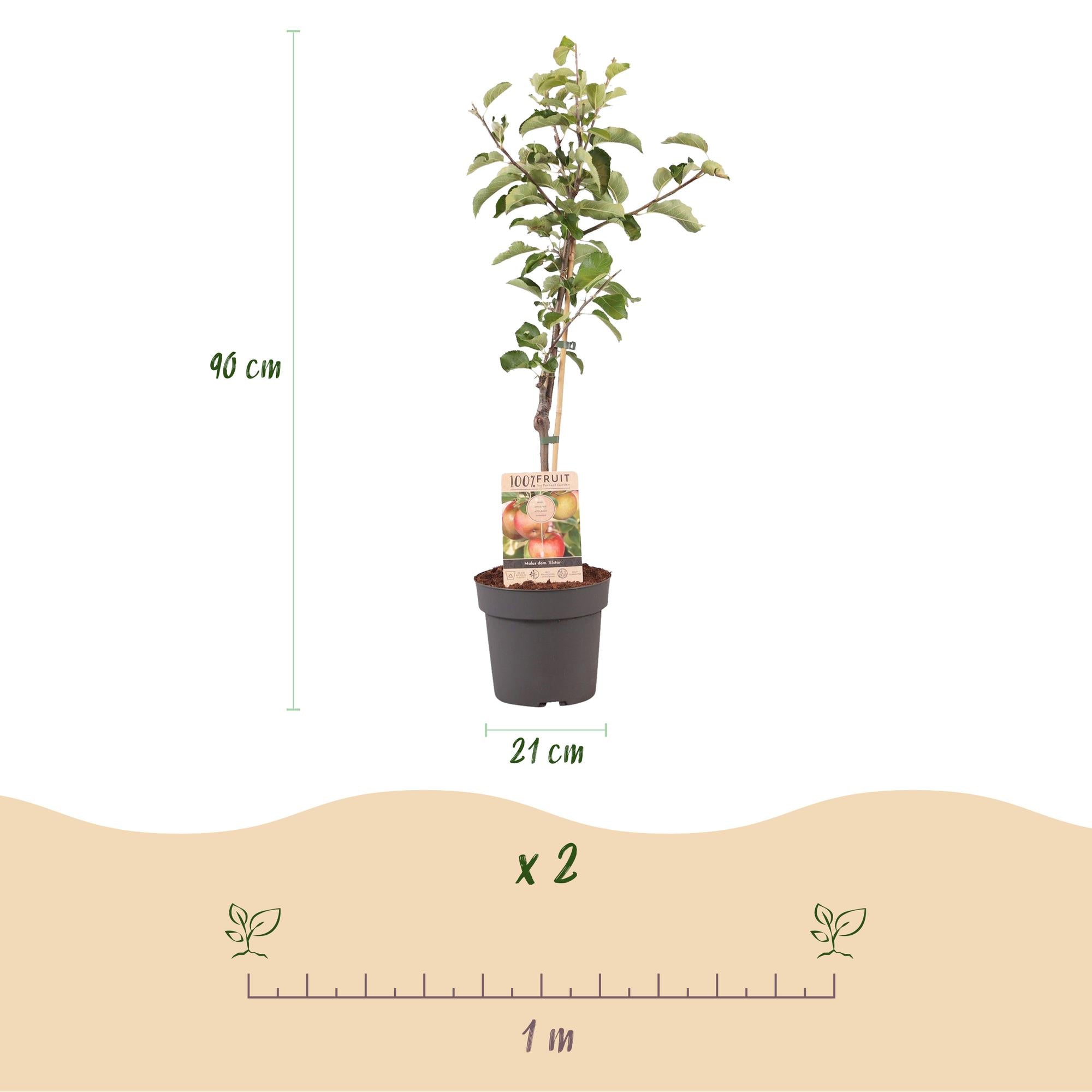 Apfelbaum „Elstar“ – im Topf, 90 cm hoch