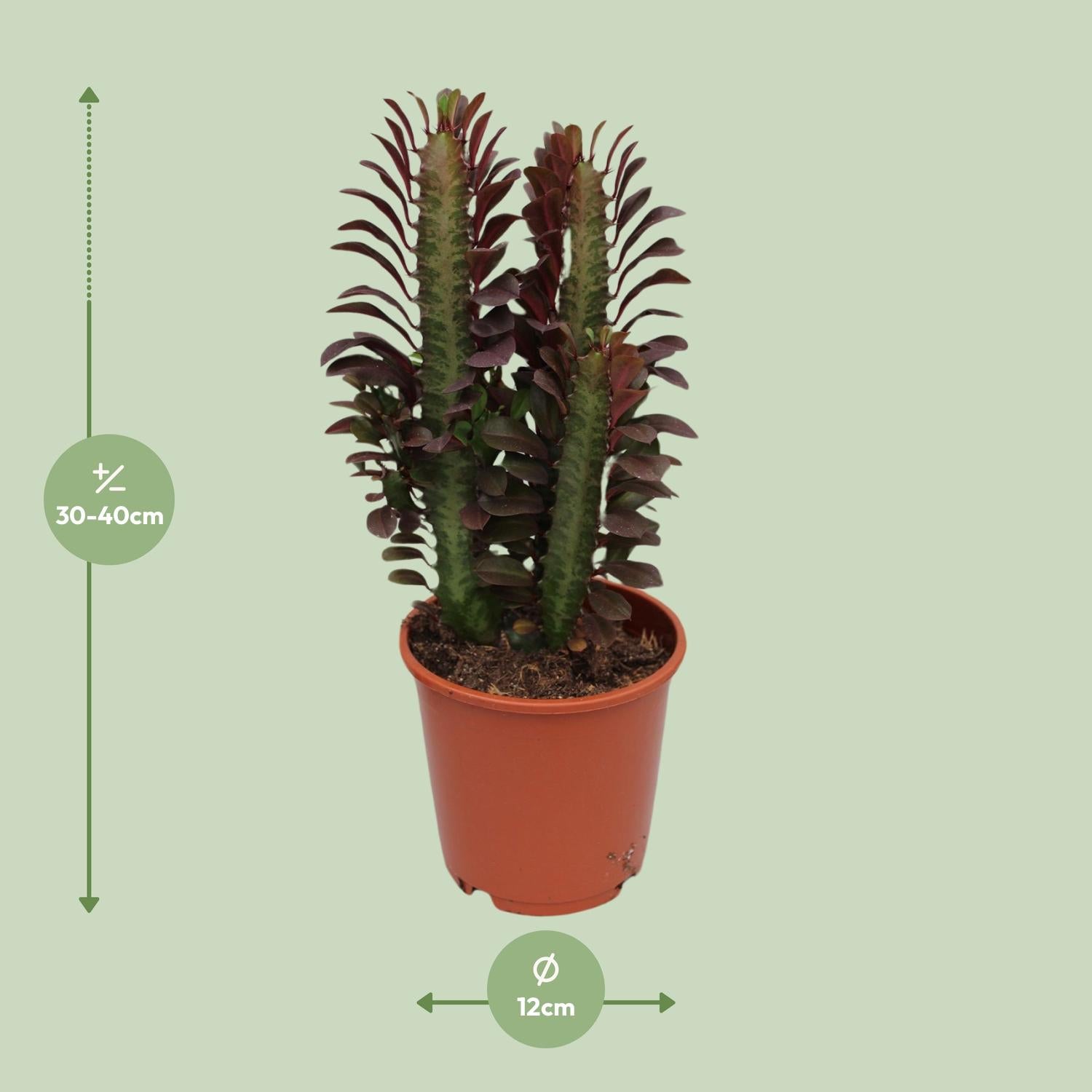 Euphorbia Trigona Rubra – Red African Milk Tree - 40-70 cm