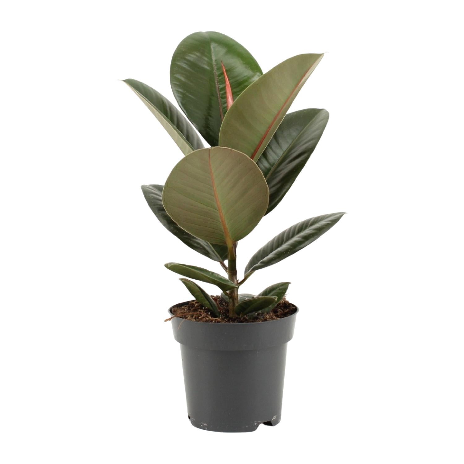 Ficus Elastica ‘Robusta’ – Gummibaum - 35-85 cm