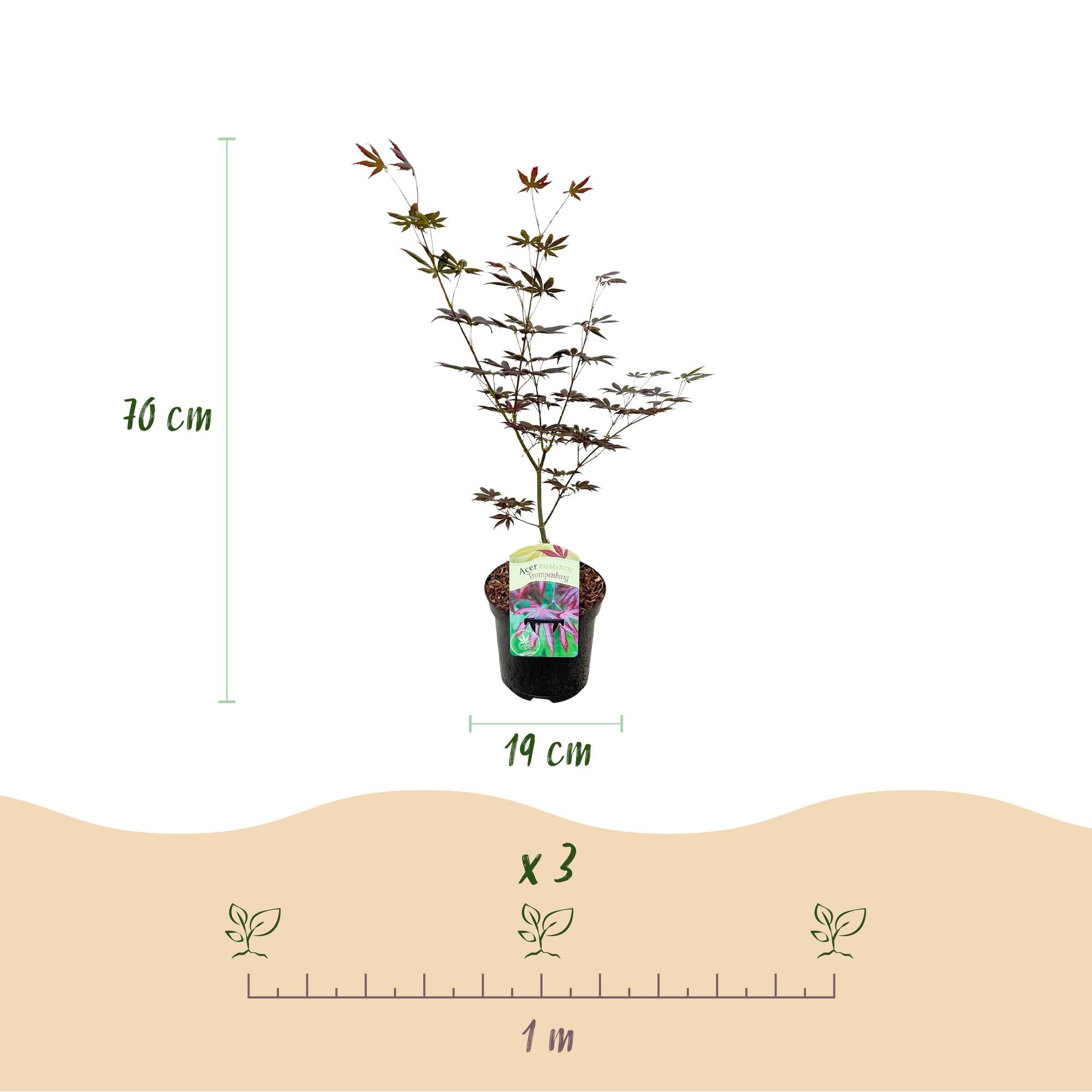 Acer Palmatum ‘Trompenburg’ – Japanischer Ahorn, laubabwerfend – 19 cm Topf, 70 cm hoch