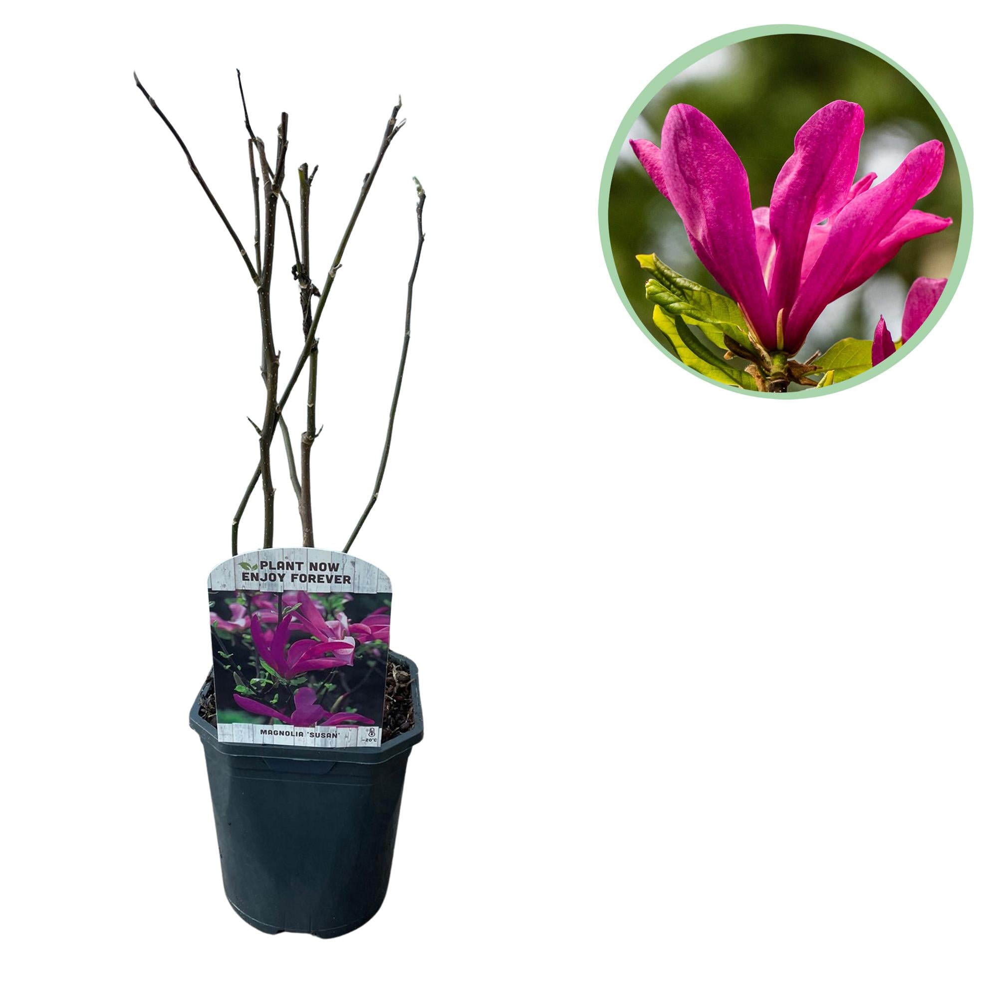 Magnolie ‘Susan’ – 1 Pflanze, dunkelrosa Blüte, pflegeleicht, 17 cm Topf, 45 cm Höhe