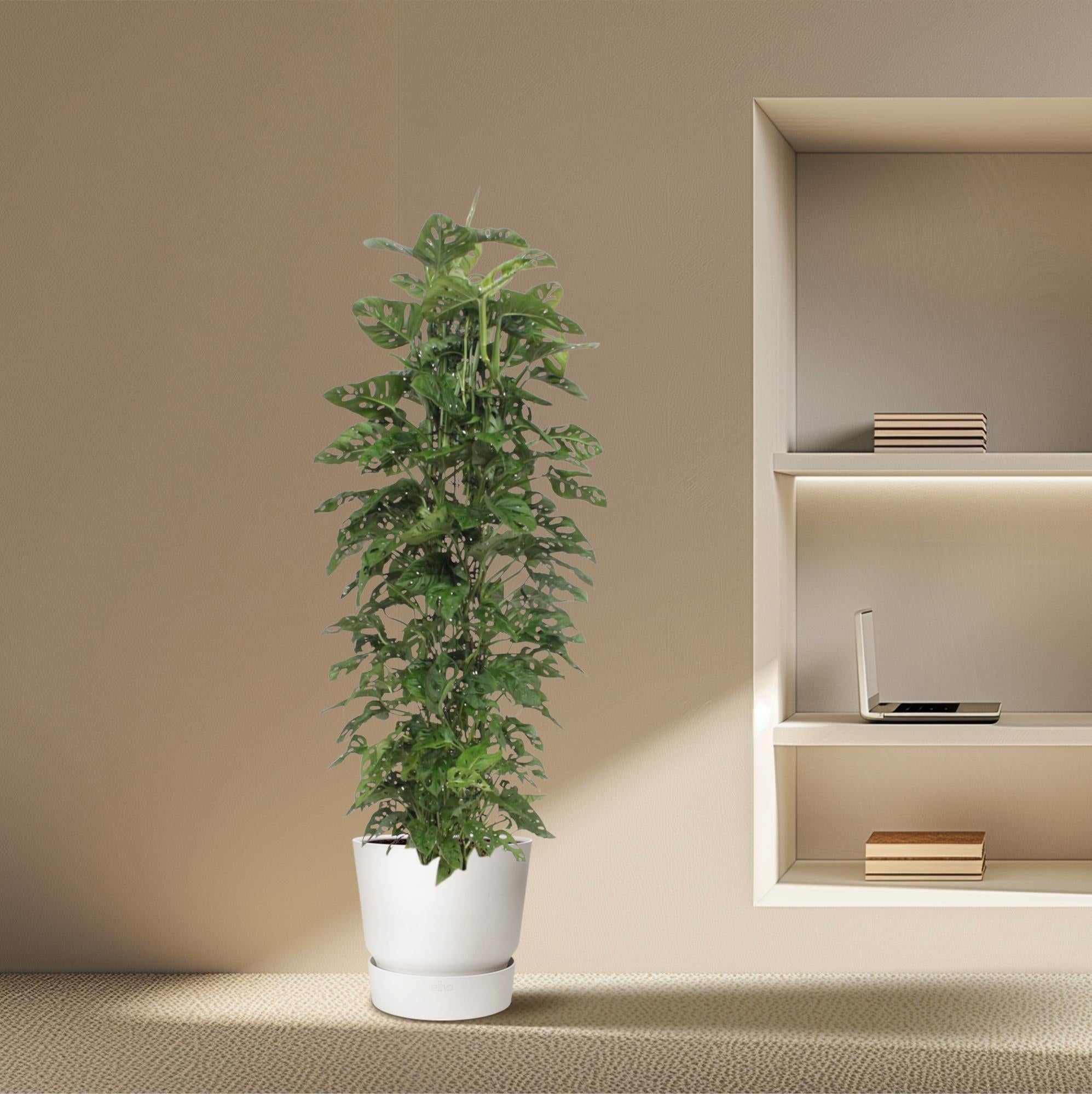 Monstera Monkey Leaf – Fensterblatt - 30-180 cm