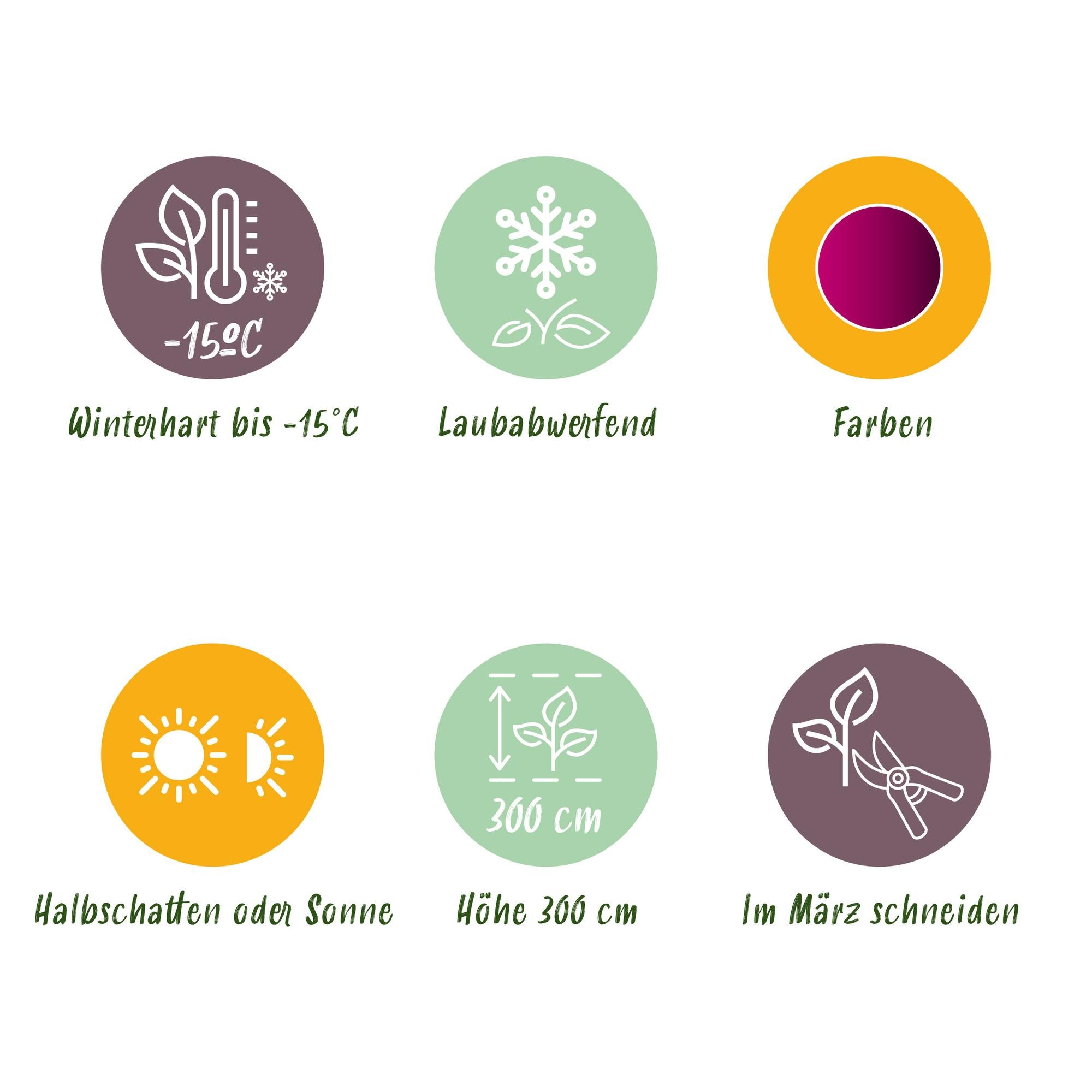 Acer Palmatum ‘Bloodgood’ – Japanischer Ahorn, laubabwerfend – 19 cm Topf, 70 cm hoch