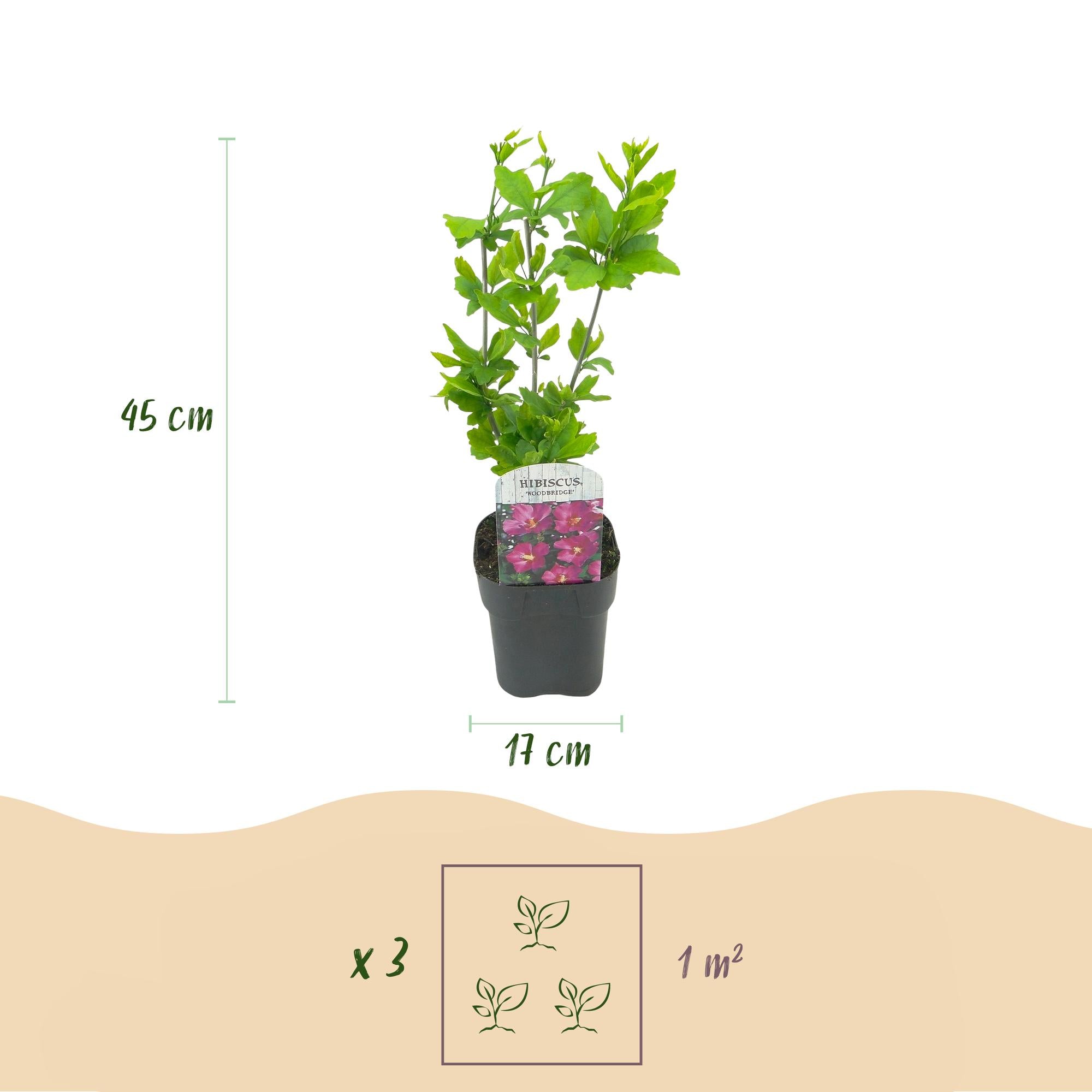Hibiskus Tricolour – dreifarbige Blüten, 3 Pflanzen im 17-cm-Topf, 45 cm Höhe