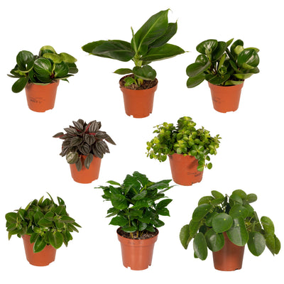 Verrassingsbox – Mix van kamerplanten – 5-10 planten per set