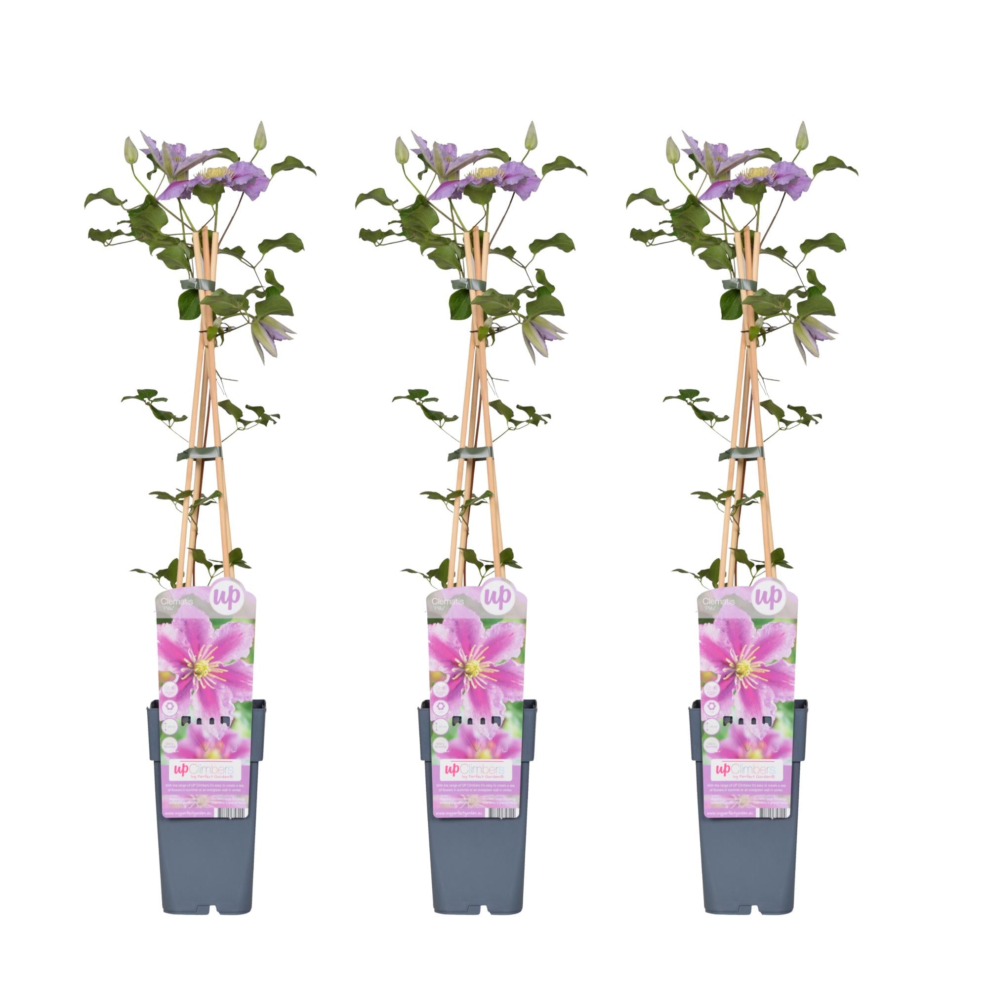 Clematis 'Piilu' – rijkbloeiende klimplant met roze bloemen, potmaat 15 cm, potmaat 65 cm