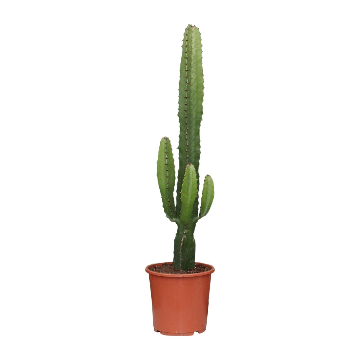 Euphorbia acrurensis – Woestijnkaars - 50-60 cm