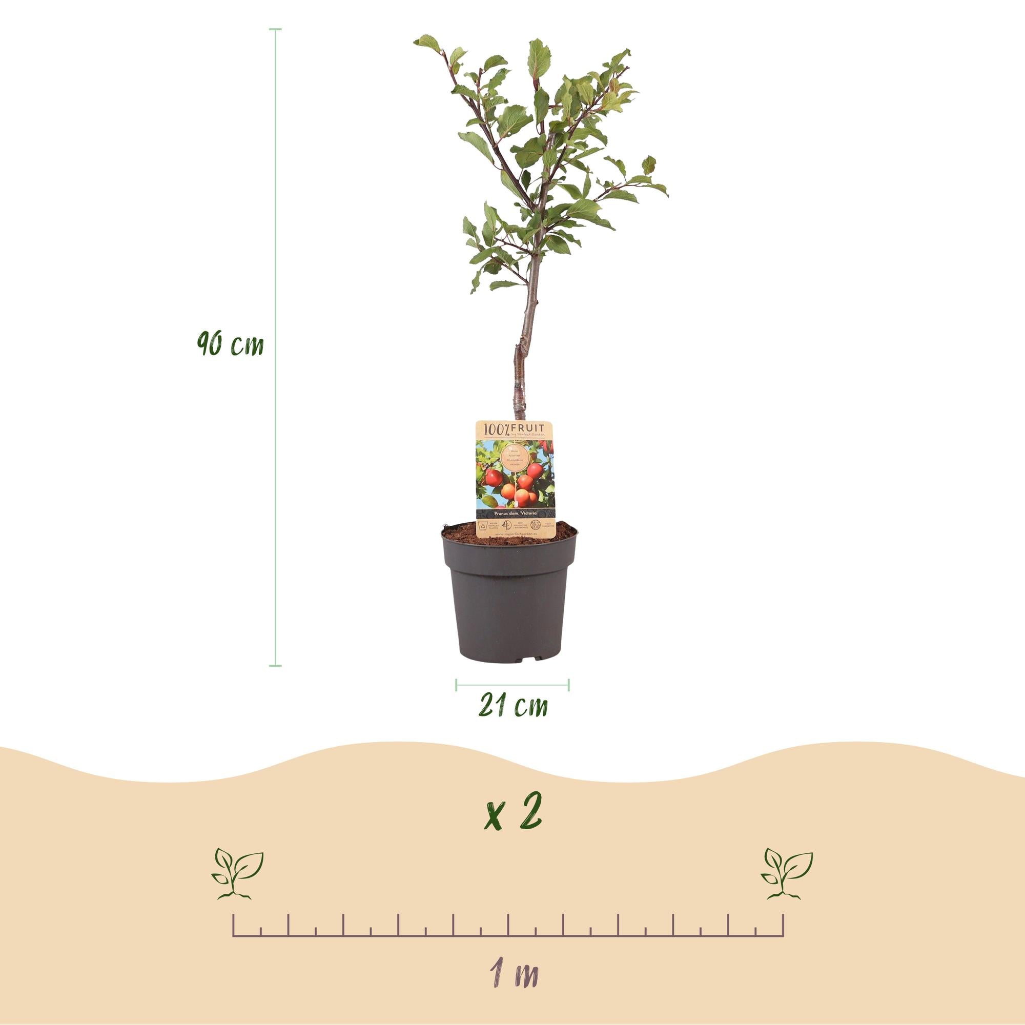 Plum tree “Victoria” – red plum in a 21 cm pot (height approx. 90 cm)