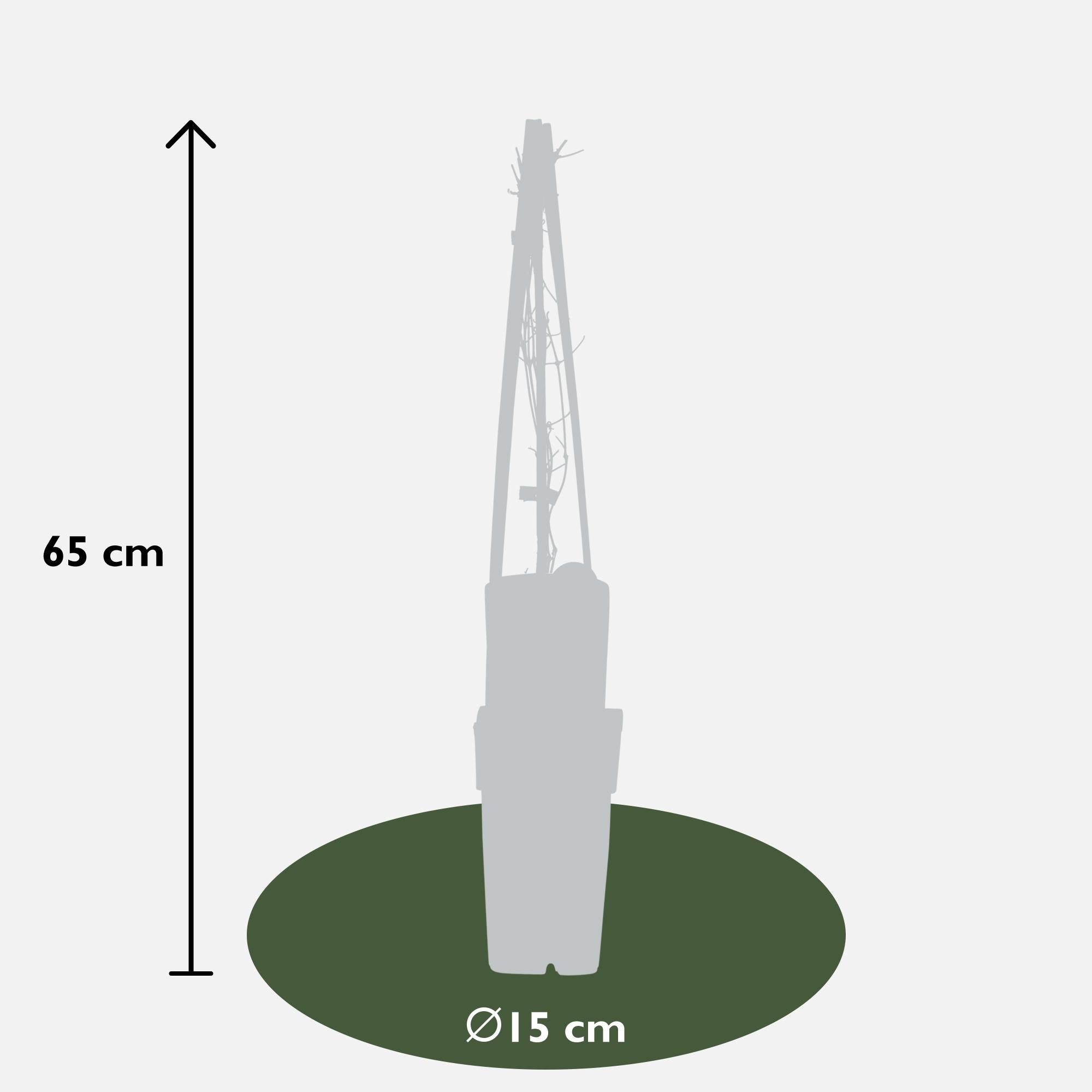 Clematis 'Nelly Moser' – light pink climbing plant, 15 cm pot, 65 cm tall