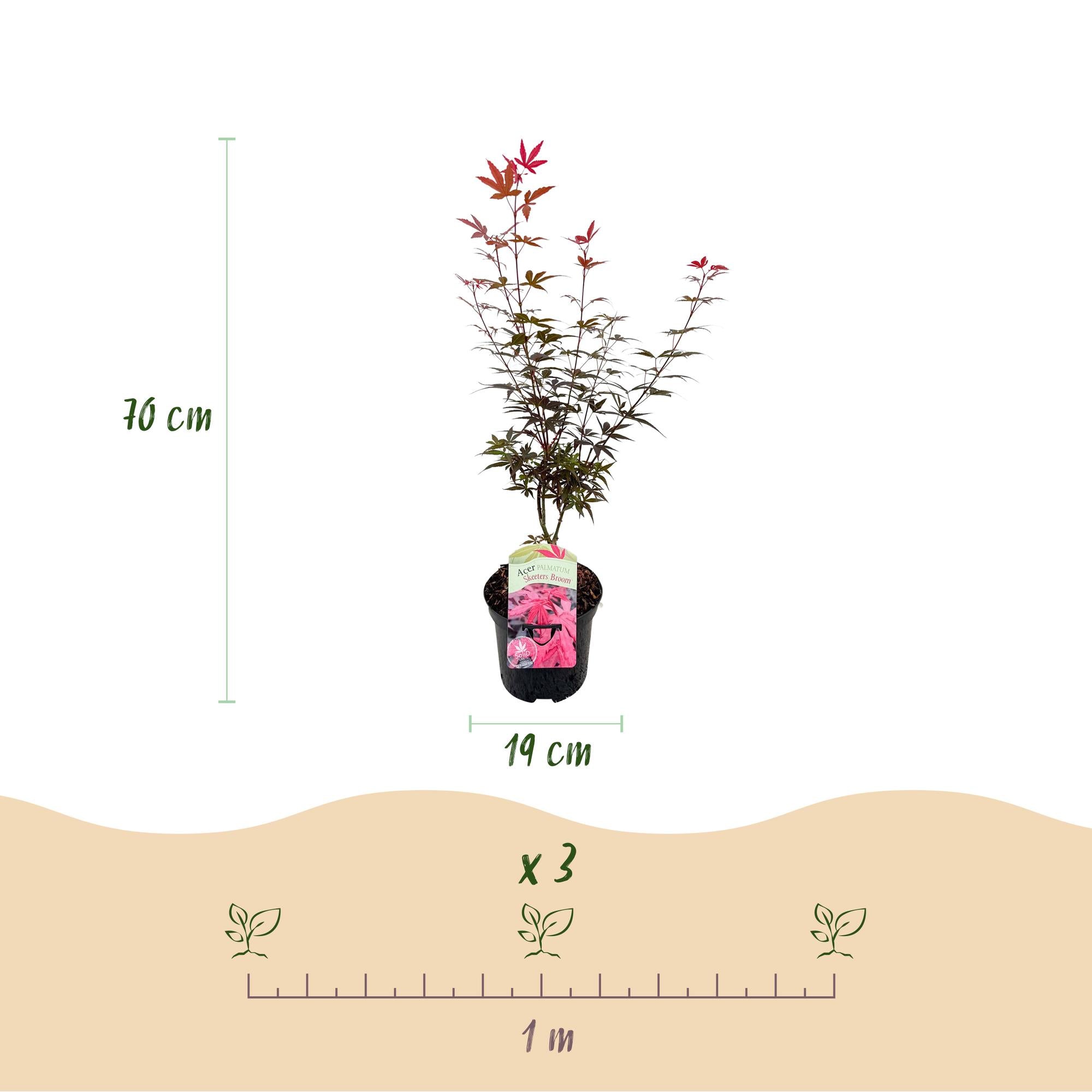 Japanischer Ahorn ‘Skeeter’s Broom’ – laubabwerfend, 19 cm Topf, 70 cm hoch