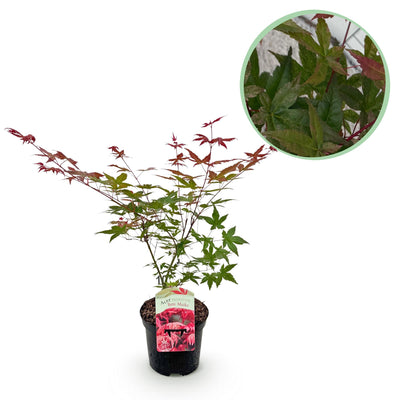 Acer Palmatum ‘Beni Maiko’ – Japanischer Ahorn, laubabwerfend – 19 cm Topf, 70 cm hoch