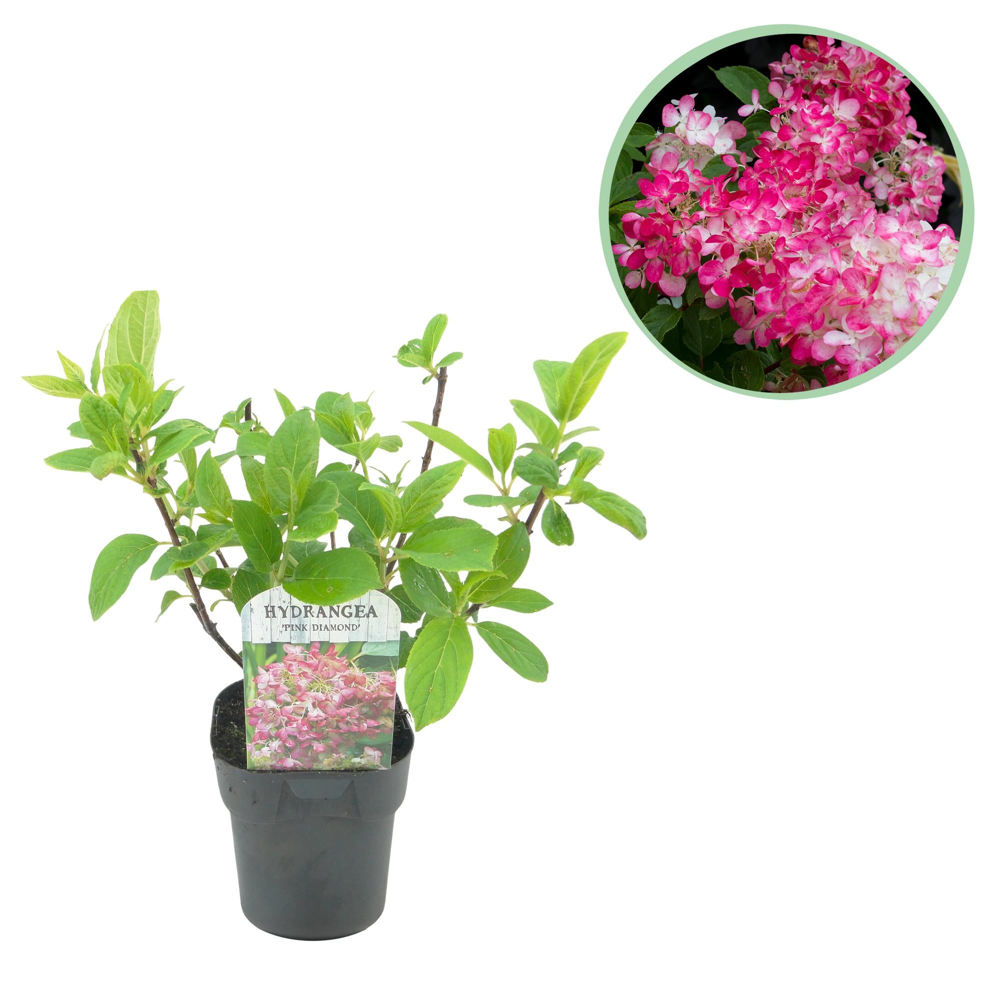 Panicle hydrangea 'Pink Diamond' – large, white-pink flowers, 17 cm pot, 50 cm tall