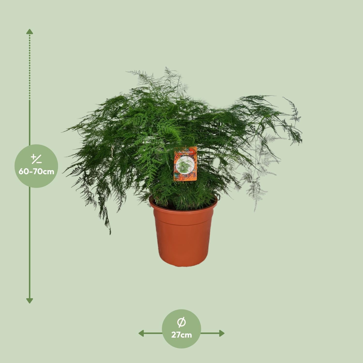 Asparagus Setaceus – Spargelfarn - 30-70 cm
