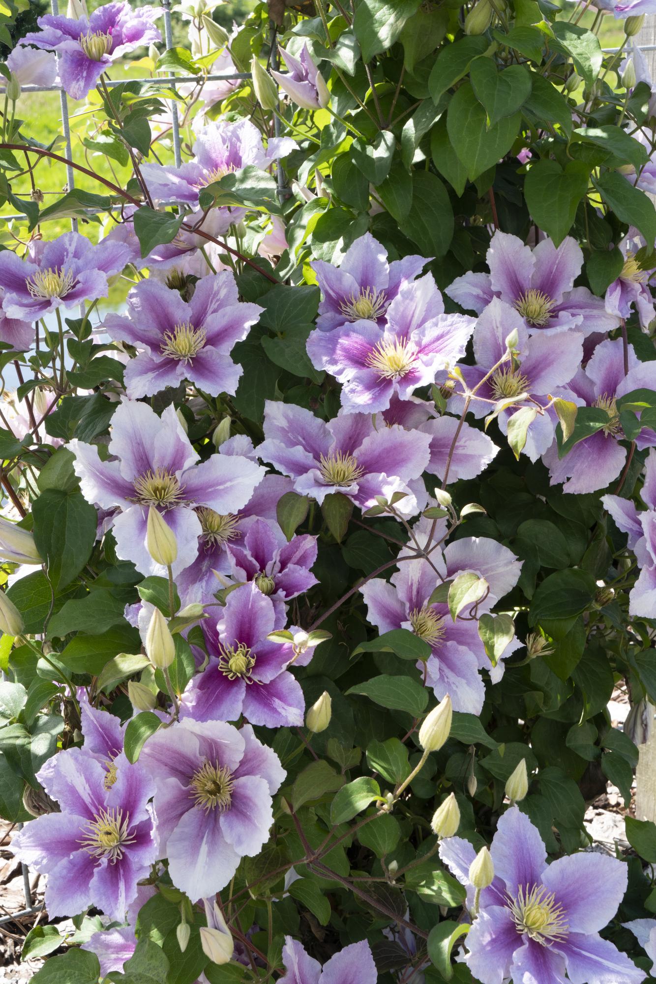 Clematis 'Piilu' – rijkbloeiende klimplant met roze bloemen, potmaat 15 cm, potmaat 65 cm