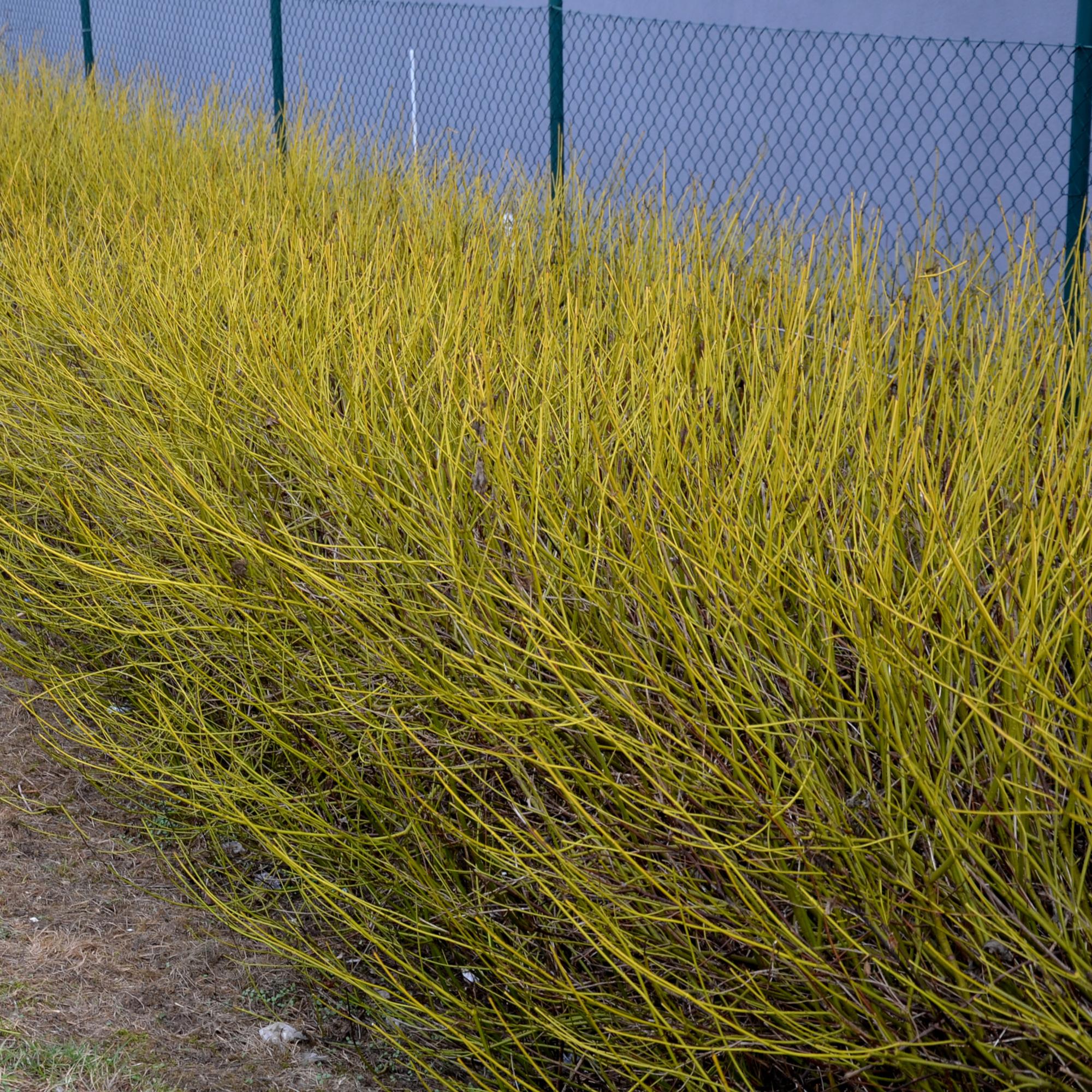 Cornus alba ‘Flaviramea’ – 1 Pflanze, grüne Zweige, Topf 17 cm, 45 cm Höhe