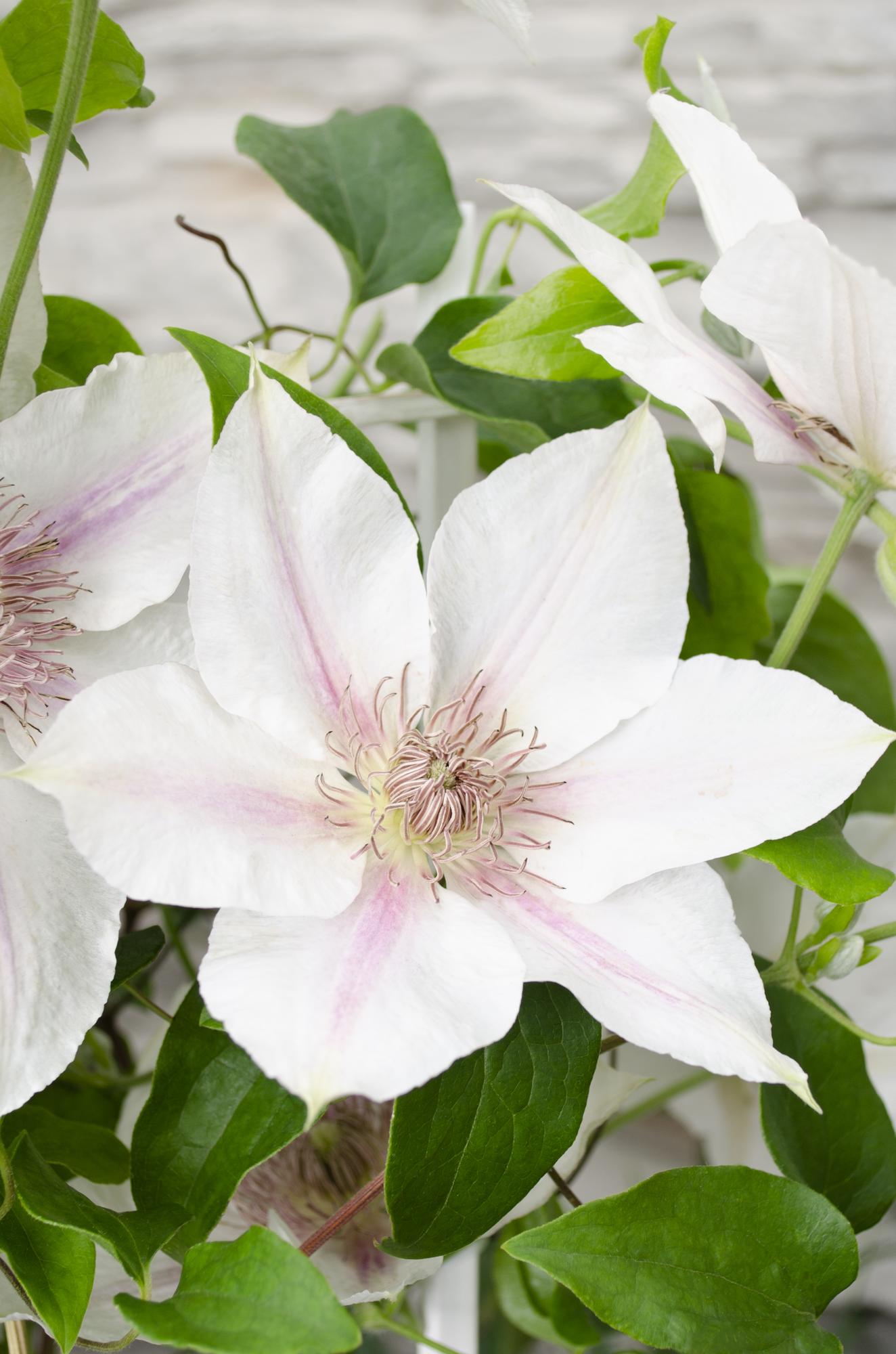 Clematis 'Corinne' – compacte, witbloeiende klimplant, Ø15 cm, ↕65 cm