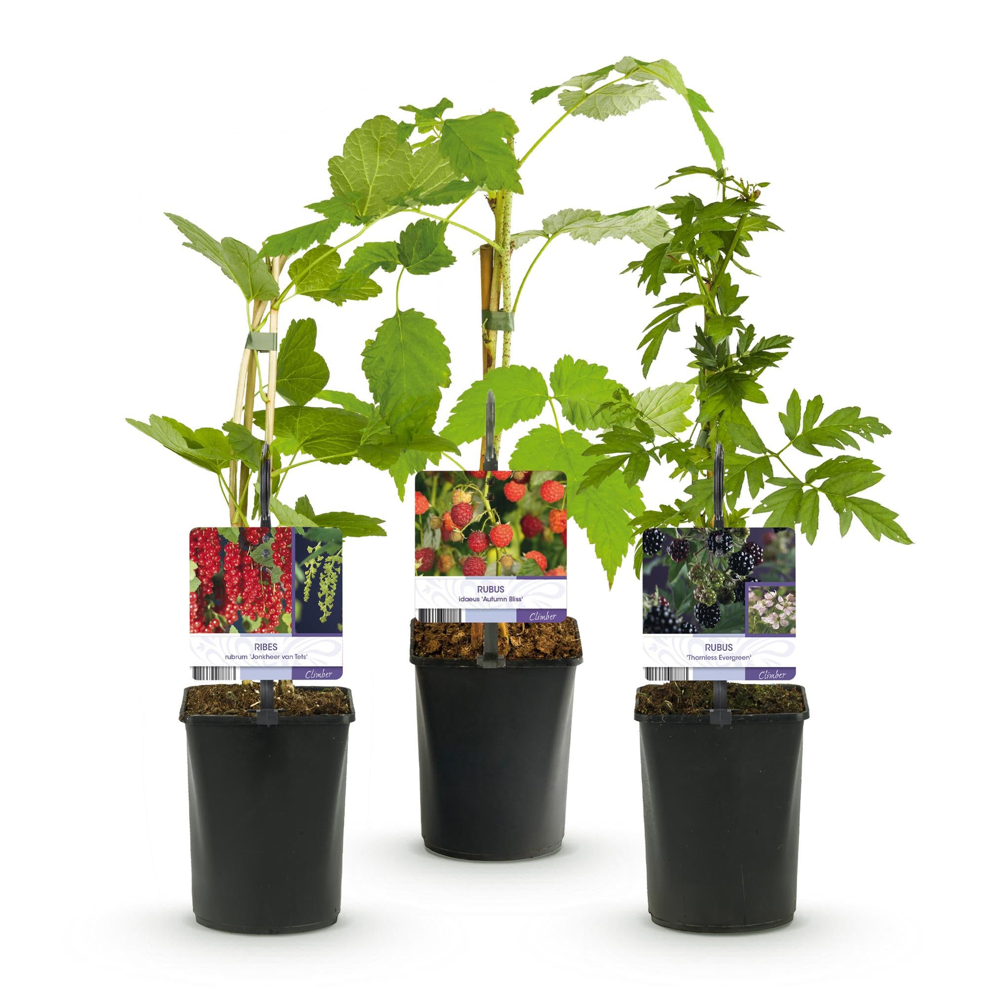 Fruit plant mix – currant, raspberry & blackberry (3 plants, 11 cm pot, approx. 40 cm)