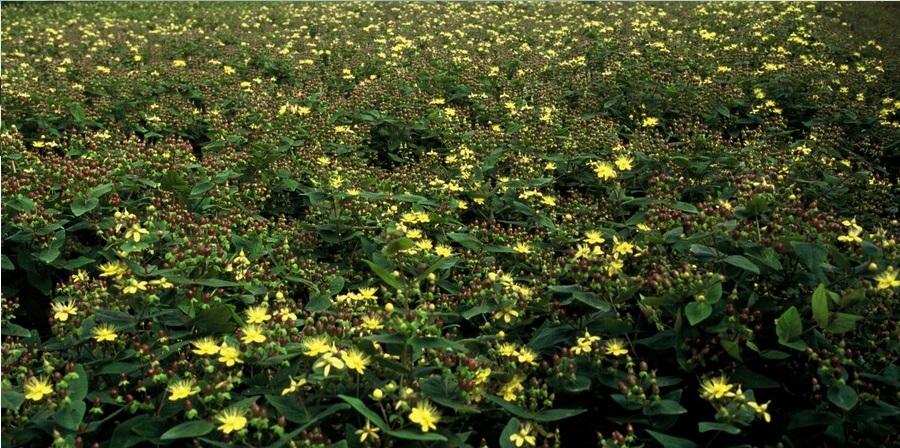 Zier-Johanniskraut (Hypericum inodorum) – 9 cm Topf, 10–25 cm hoch