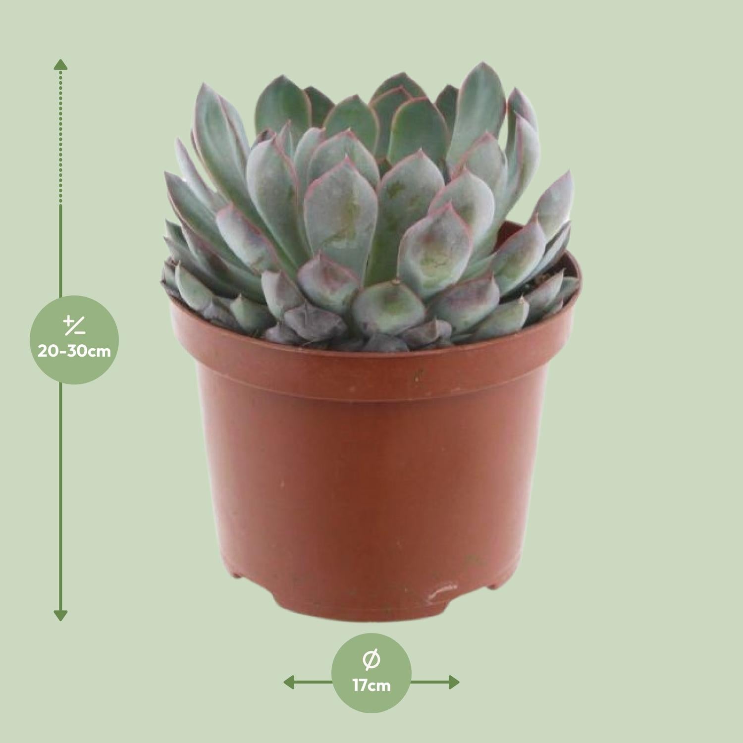 Echeveria Pelisuda – Rosette succulent - 17 cm pot, 30 cm high