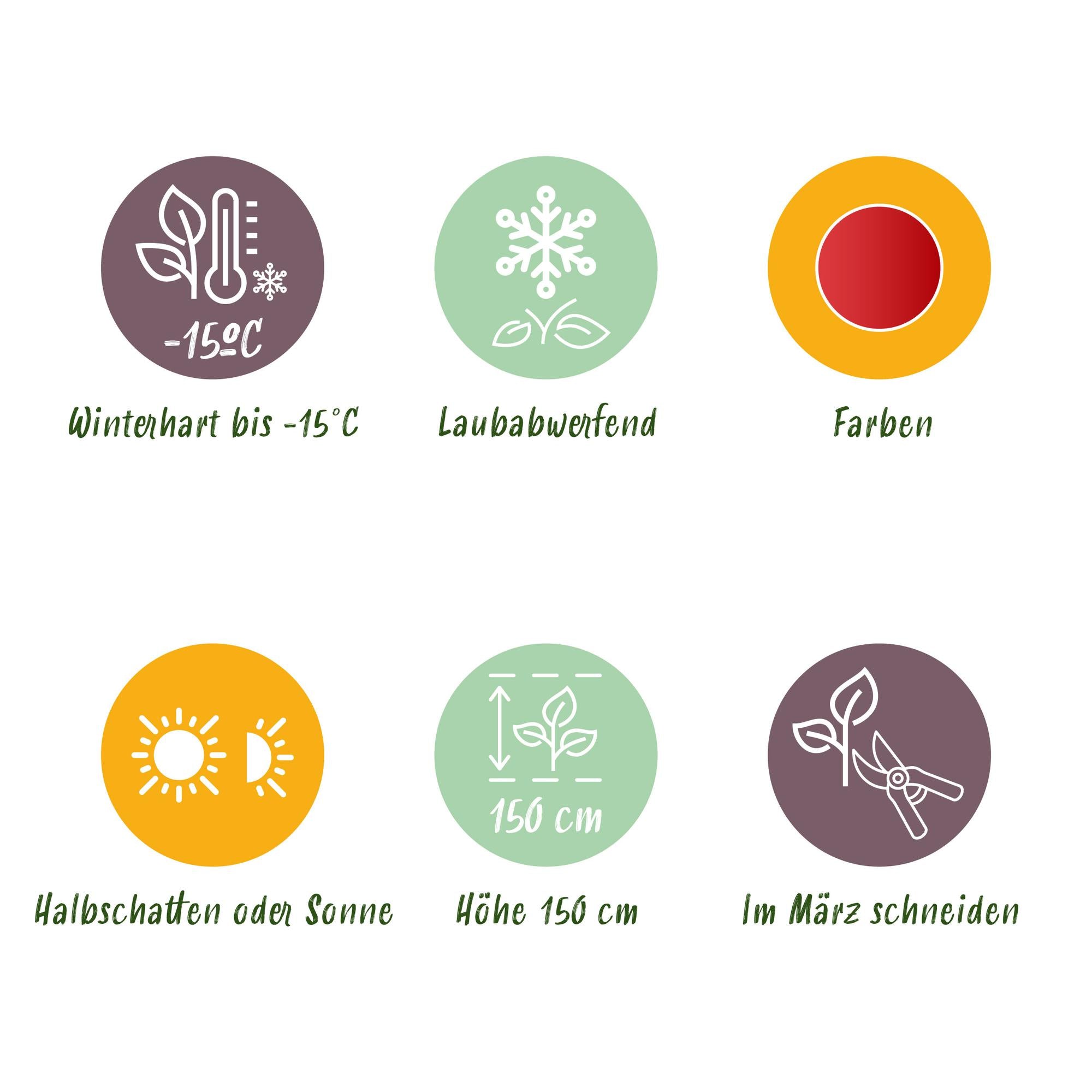 Acer Palmatum ‘Shaina’ – Japanischer Ahorn, laubabwerfend – 19 cm Topf, 70 cm hoch