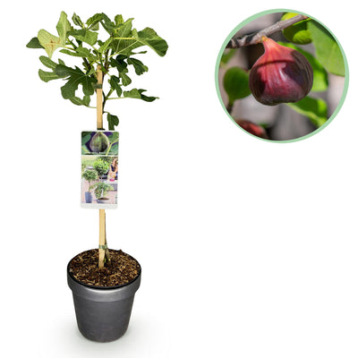 Vijgenboom “Brown Turkey” (Ficus carica) – pot 19 cm, hoogte 90 cm