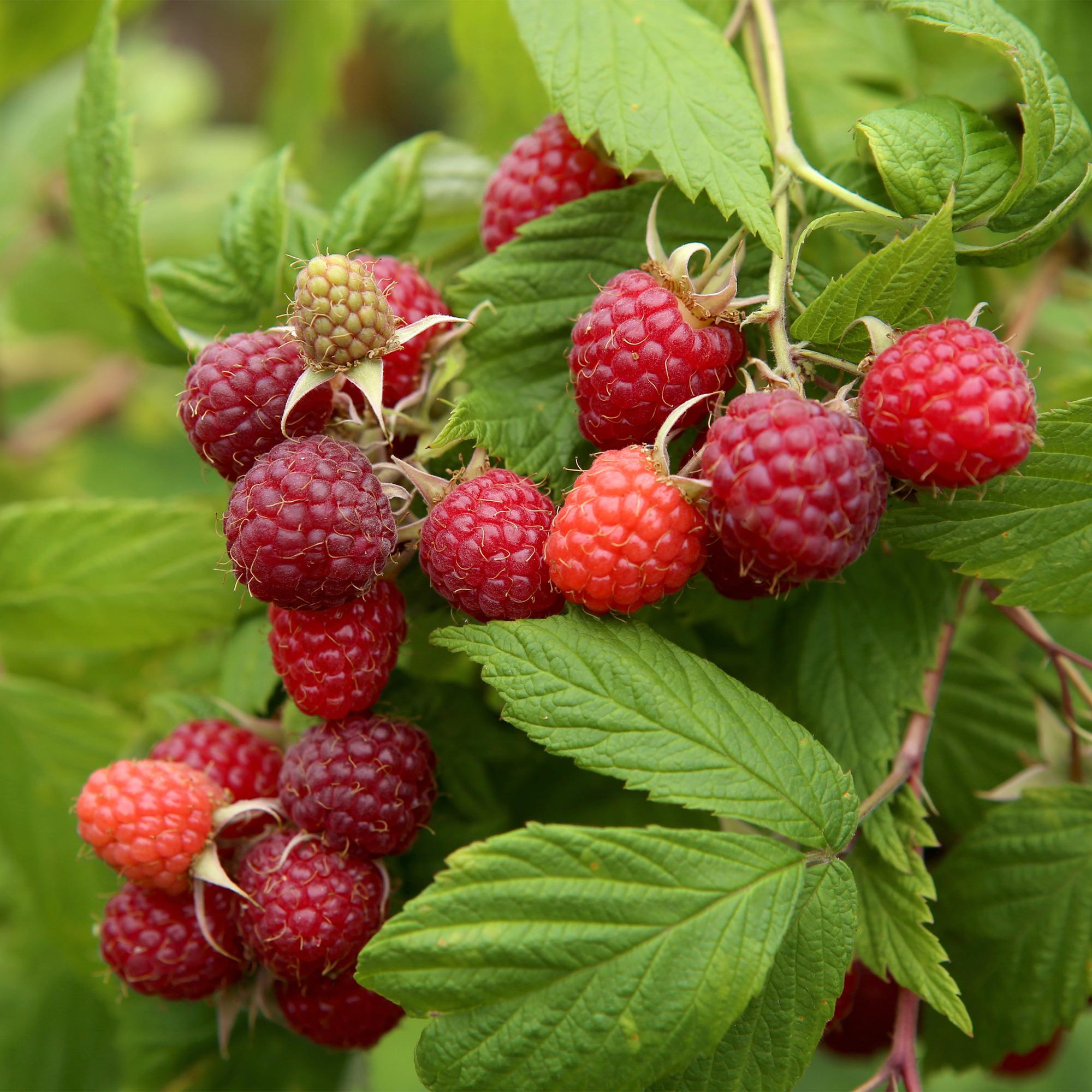 Red Raspberry “Autumn Bliss” – 2 strong plants in an 11 cm pot, approx. 40 cm