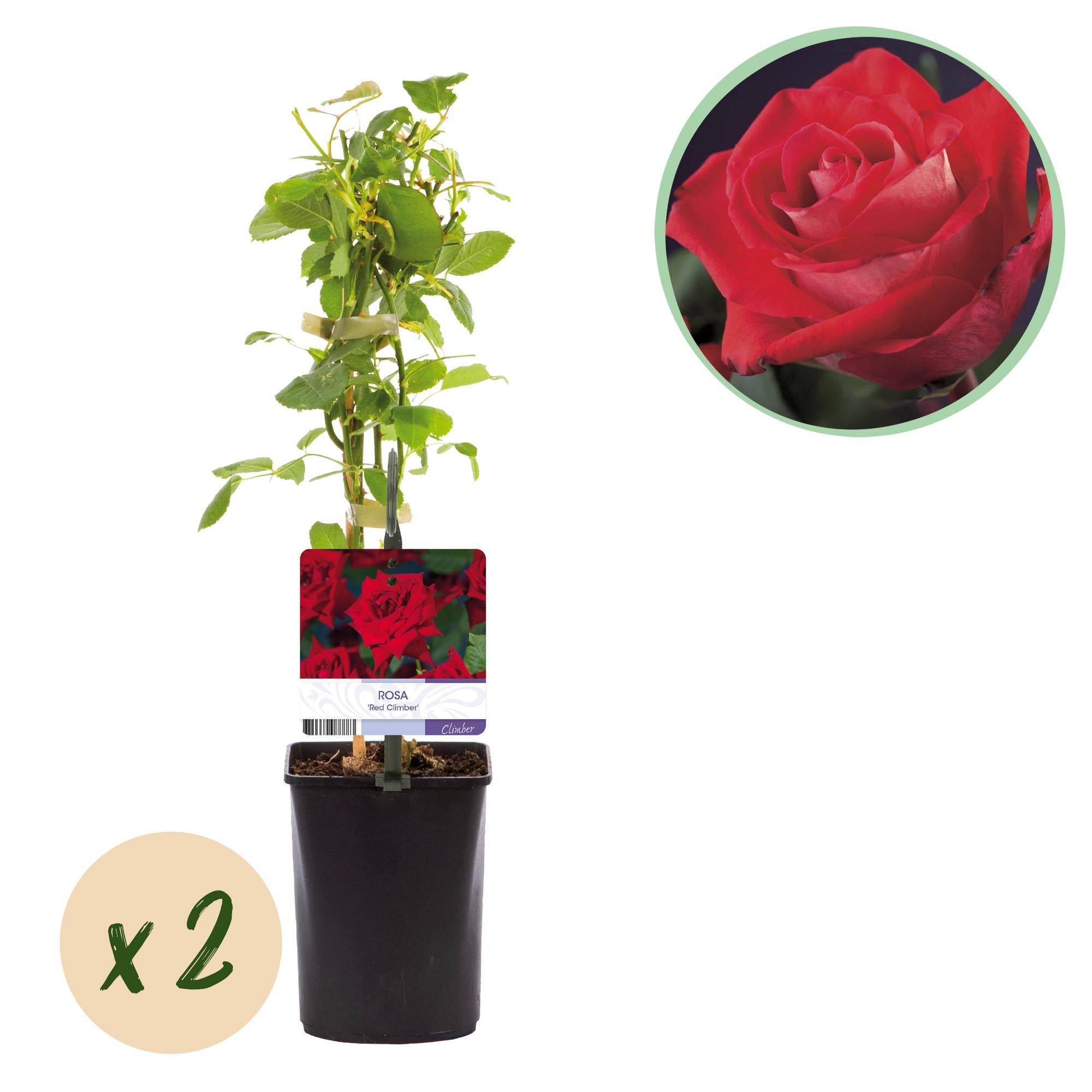 Climbing rose 'Red Climber' – red flowering, robust variety, 2 plants, 11 cm pot, 40 cm