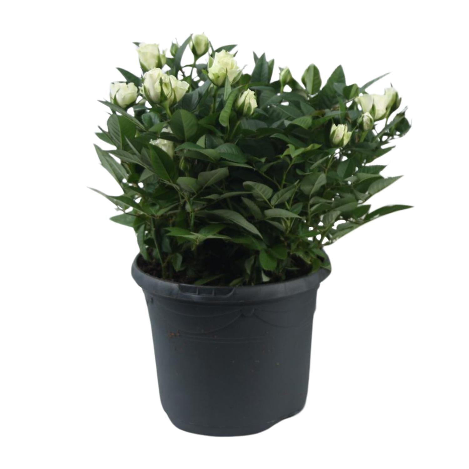 'Jewel Patio White' rose – white miniature rose, 17 cm pot, 30 cm tall