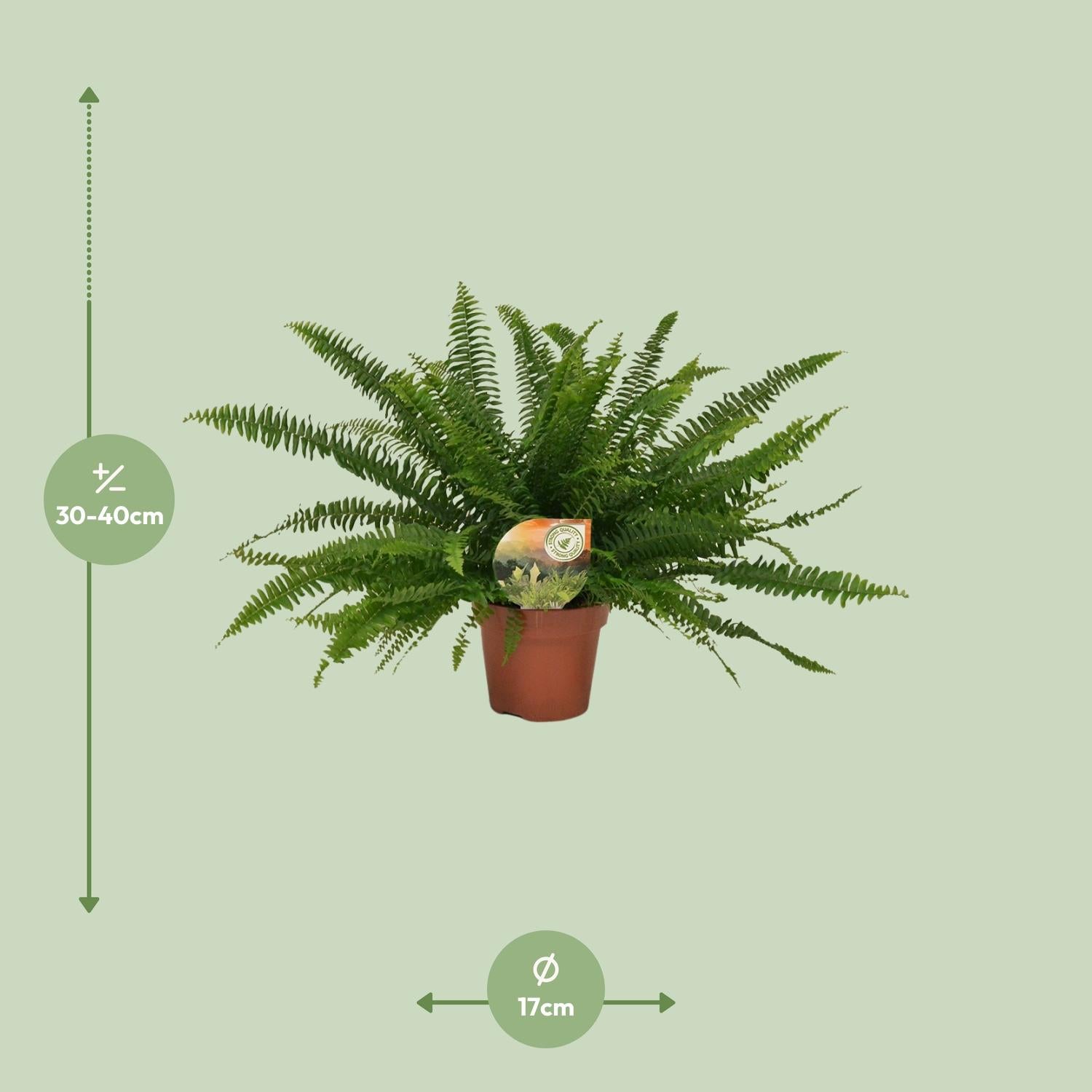 Grüner Farn „Green Lady“ (Nephrolepis) – 30–80 cm