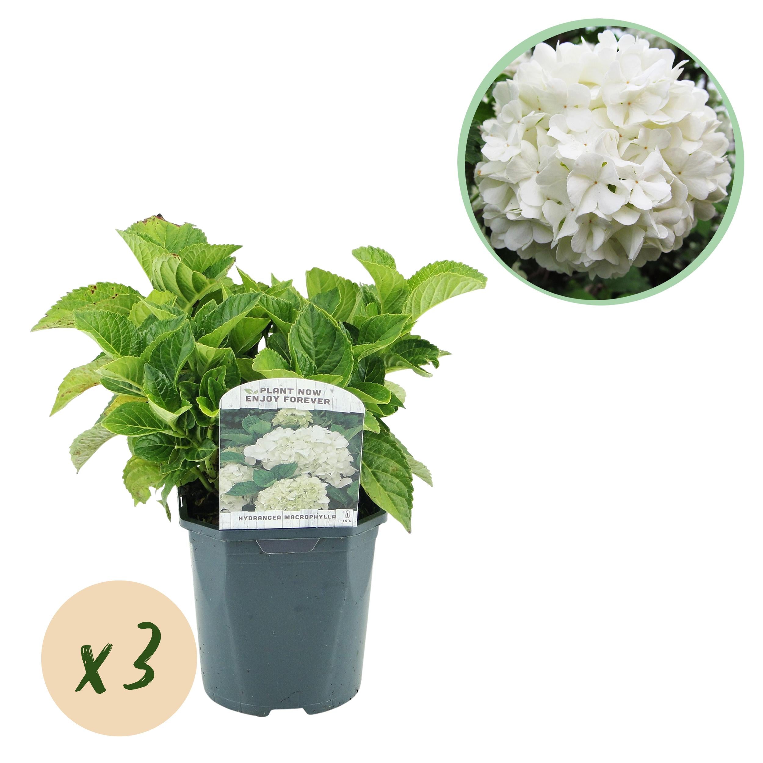 Hydrangea macrophylla – robuste Hortensie in mehreren Farben - 3 Pflanzen, 17 cm Topf, 30 cm Höhe (Kopie)
