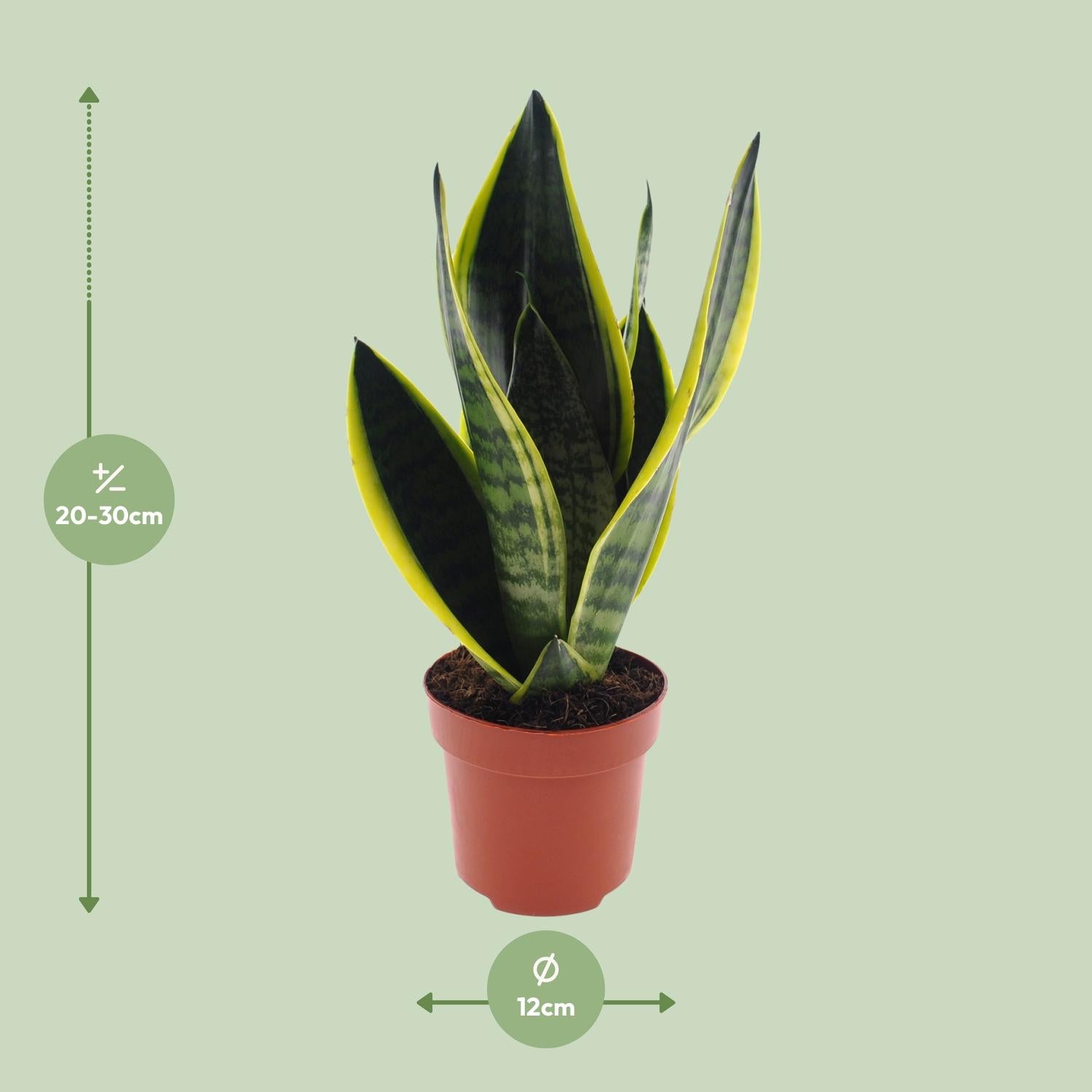 Sansevieria Futura ‘Superba’ – Bogenhanf - 30-45 cm