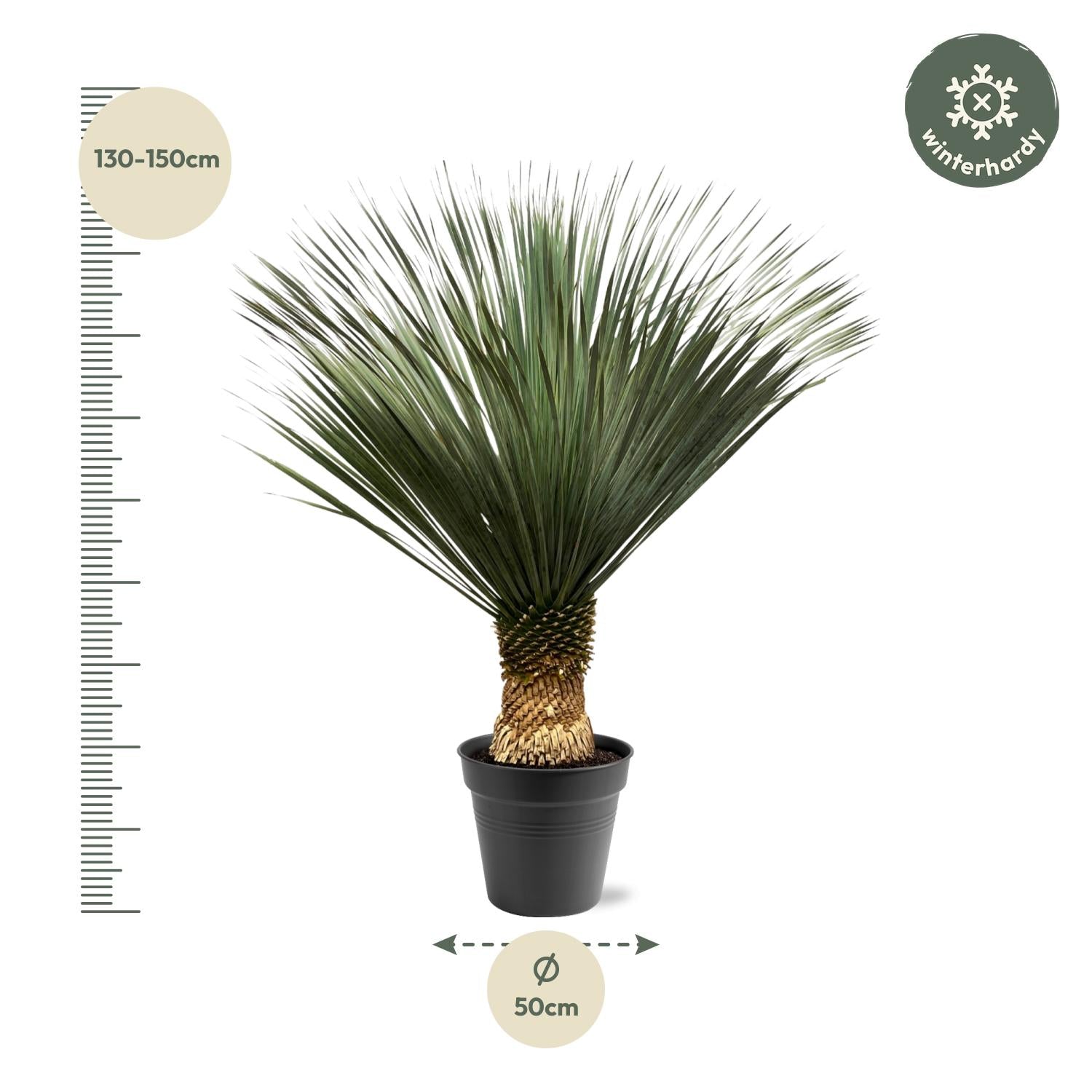 Yucca Rostrata – Blue Palm Lily - 80-160 cm