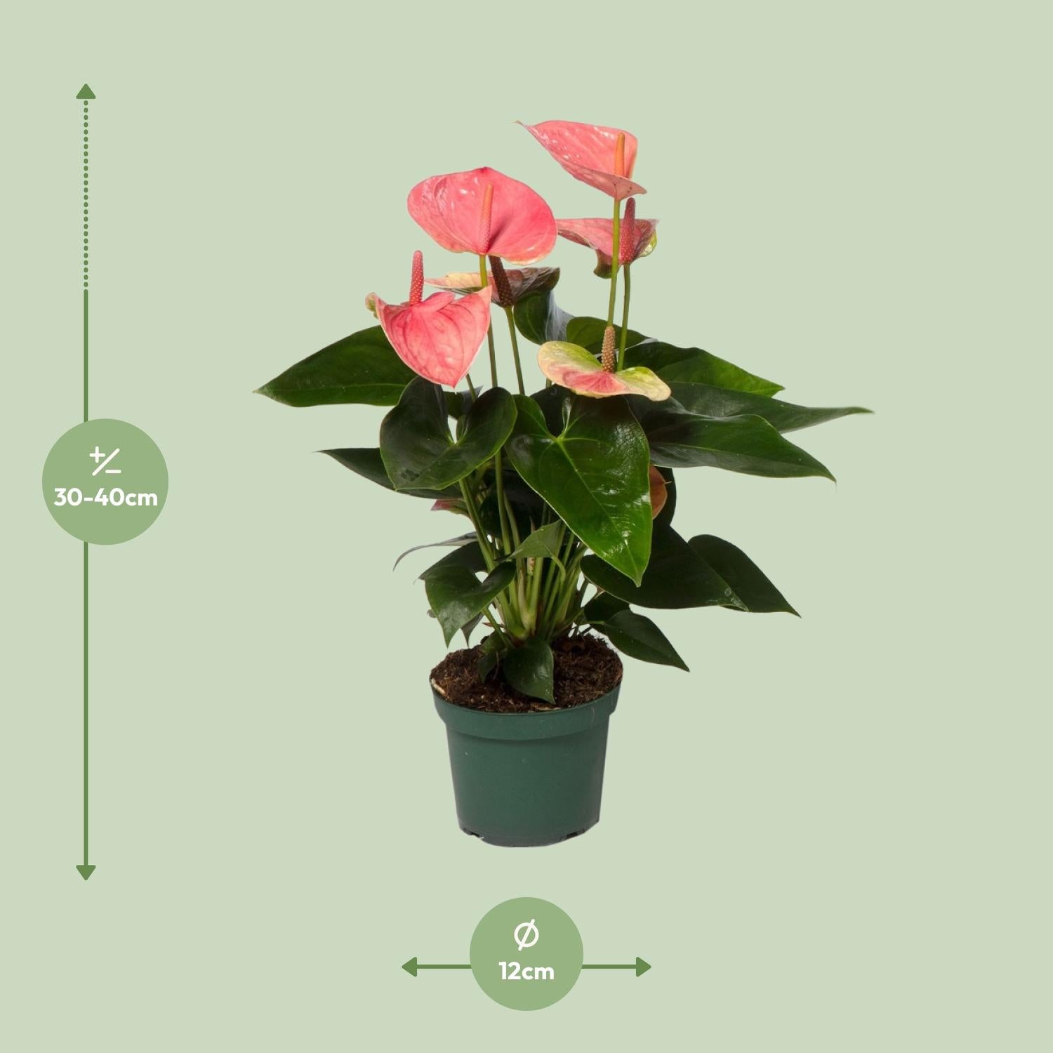 Anthurium – Flamingoblume - verschiedene Farben & Größen - 35-90 cm