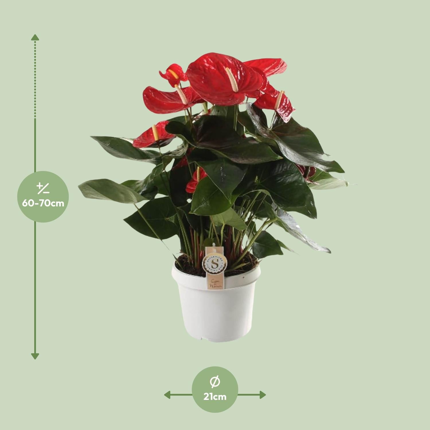 Anthurium – Flamingoblume - verschiedene Farben & Größen - 35-90 cm