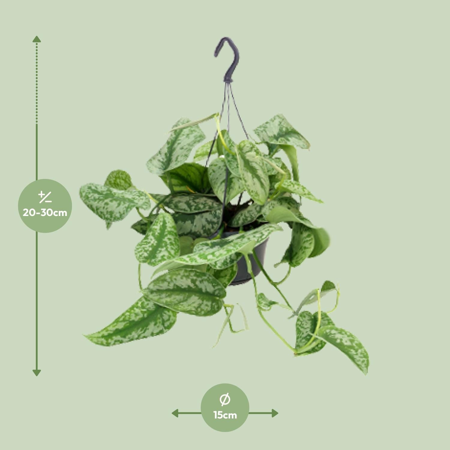 Scindapsus Pictus 'Trebie' – Gevlekte klimop - 15-25 cm