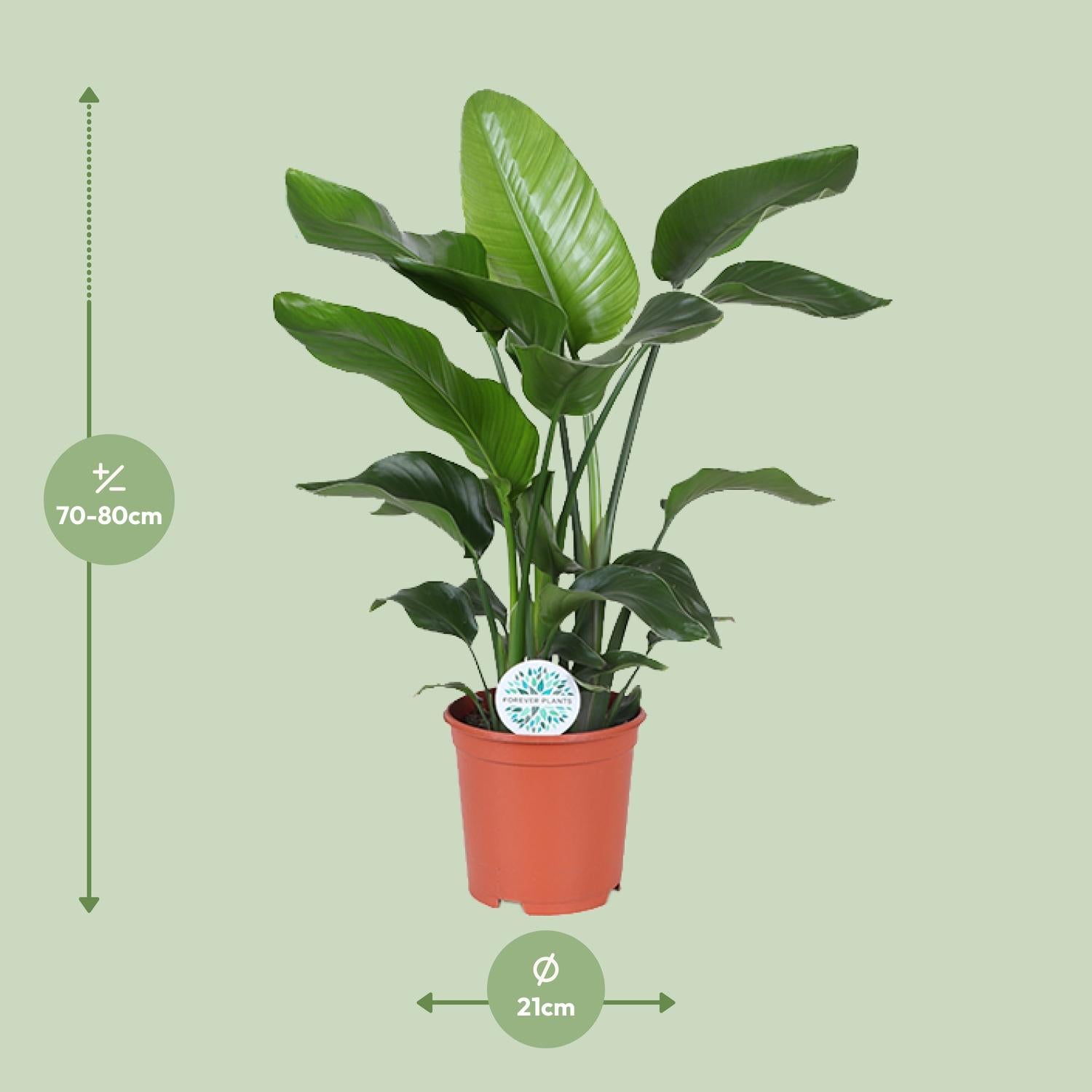 Strelitzia Nicolai – White Bird of Paradise Flower - 60-170 cm