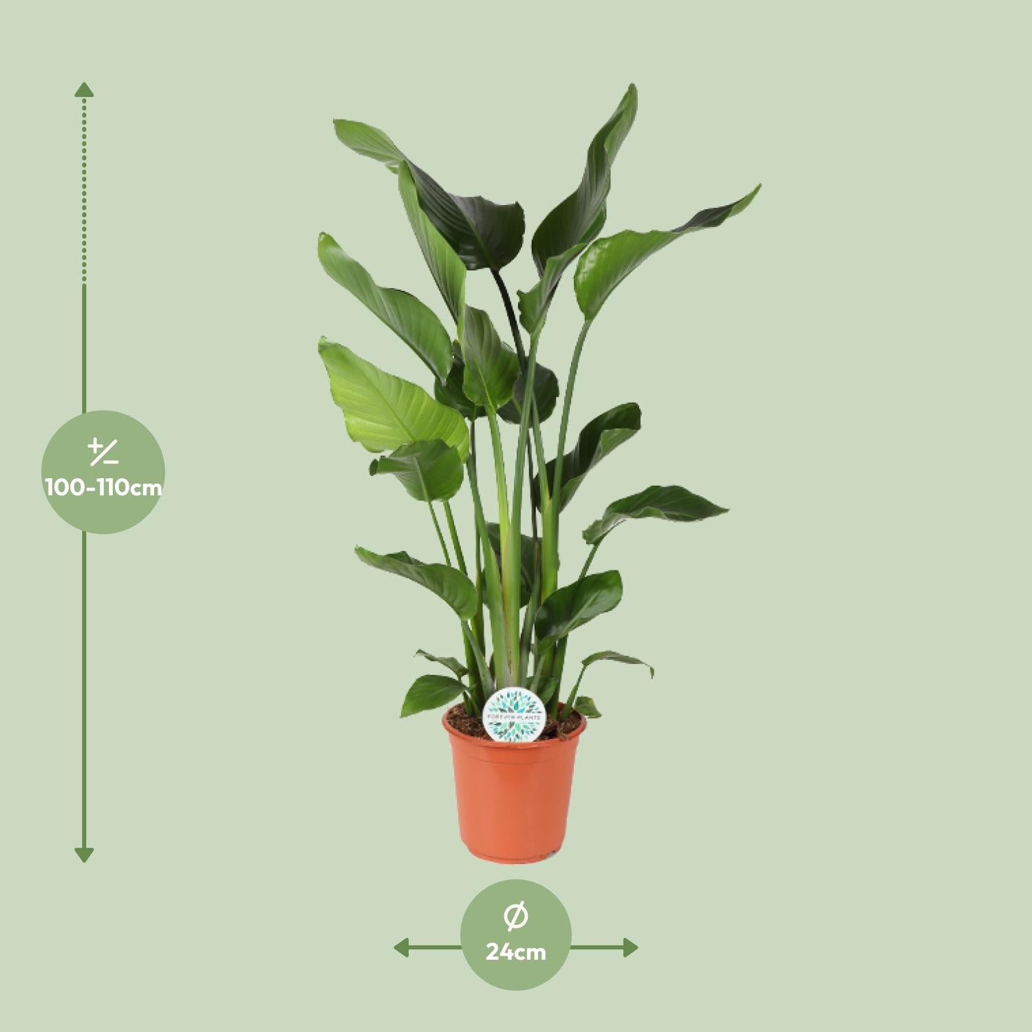 Strelitzia Nicolai – White Bird of Paradise Flower - 60-170 cm